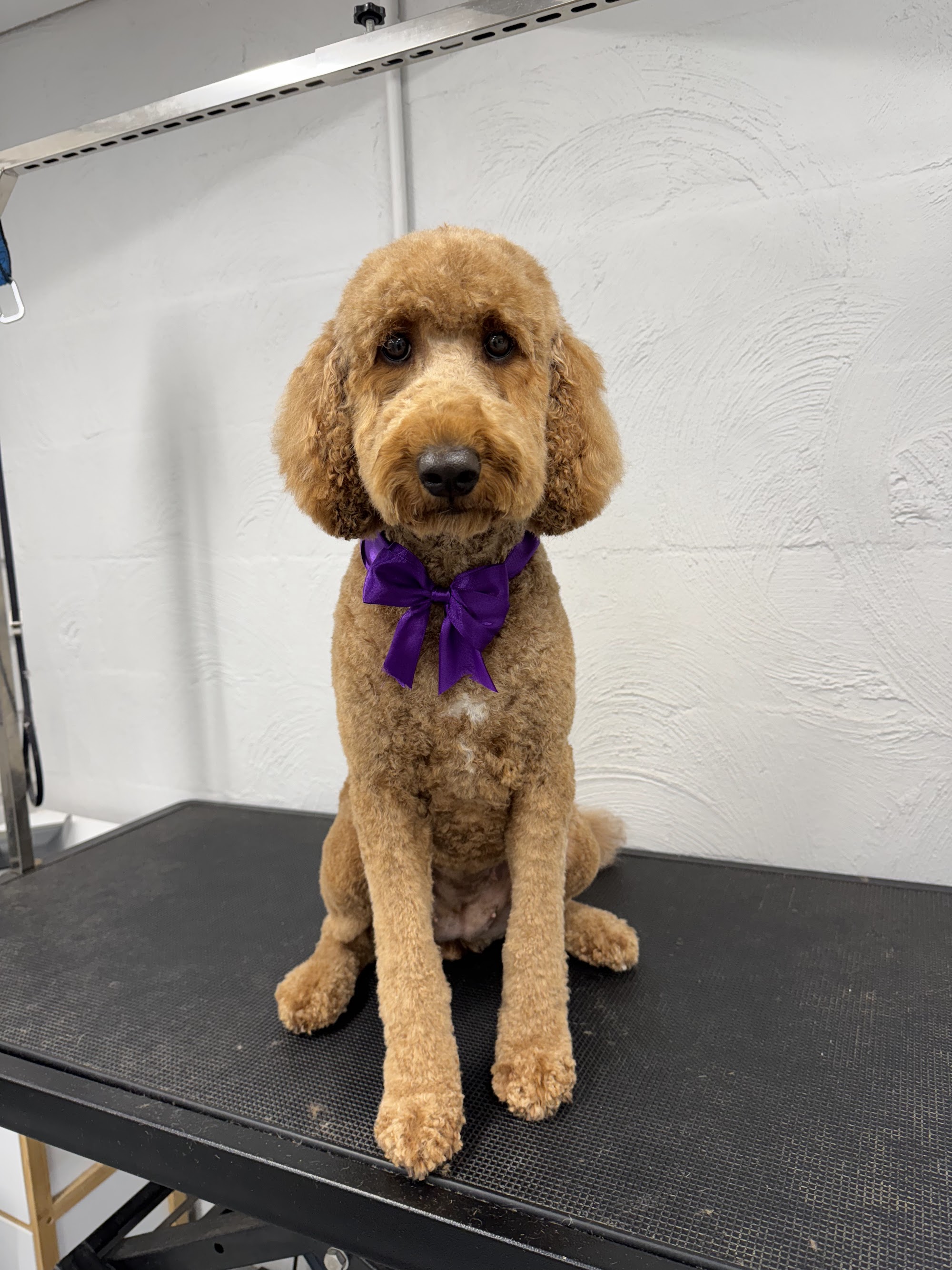 Pretty Little Paws — Pet Groomers