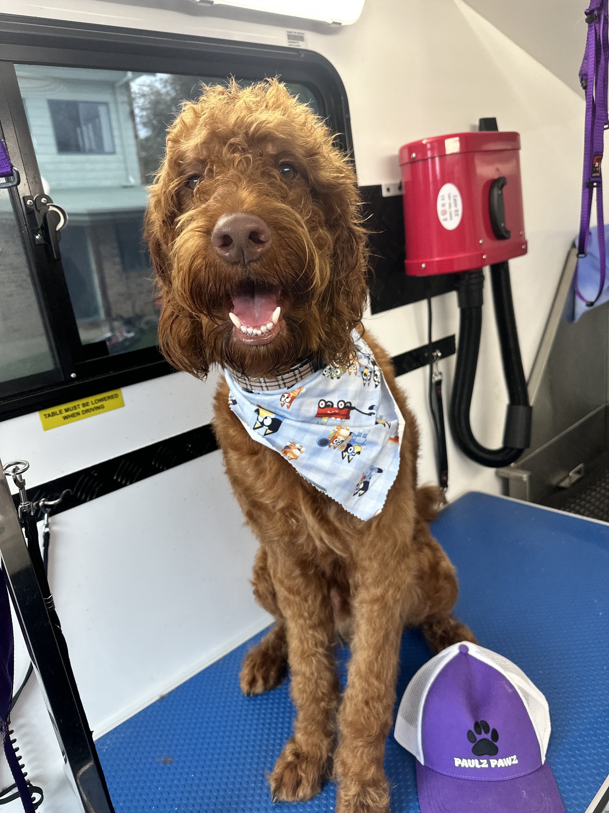 Paulz Pawz Mobile Dog Hydrobath & Grooming — Pet Groomers