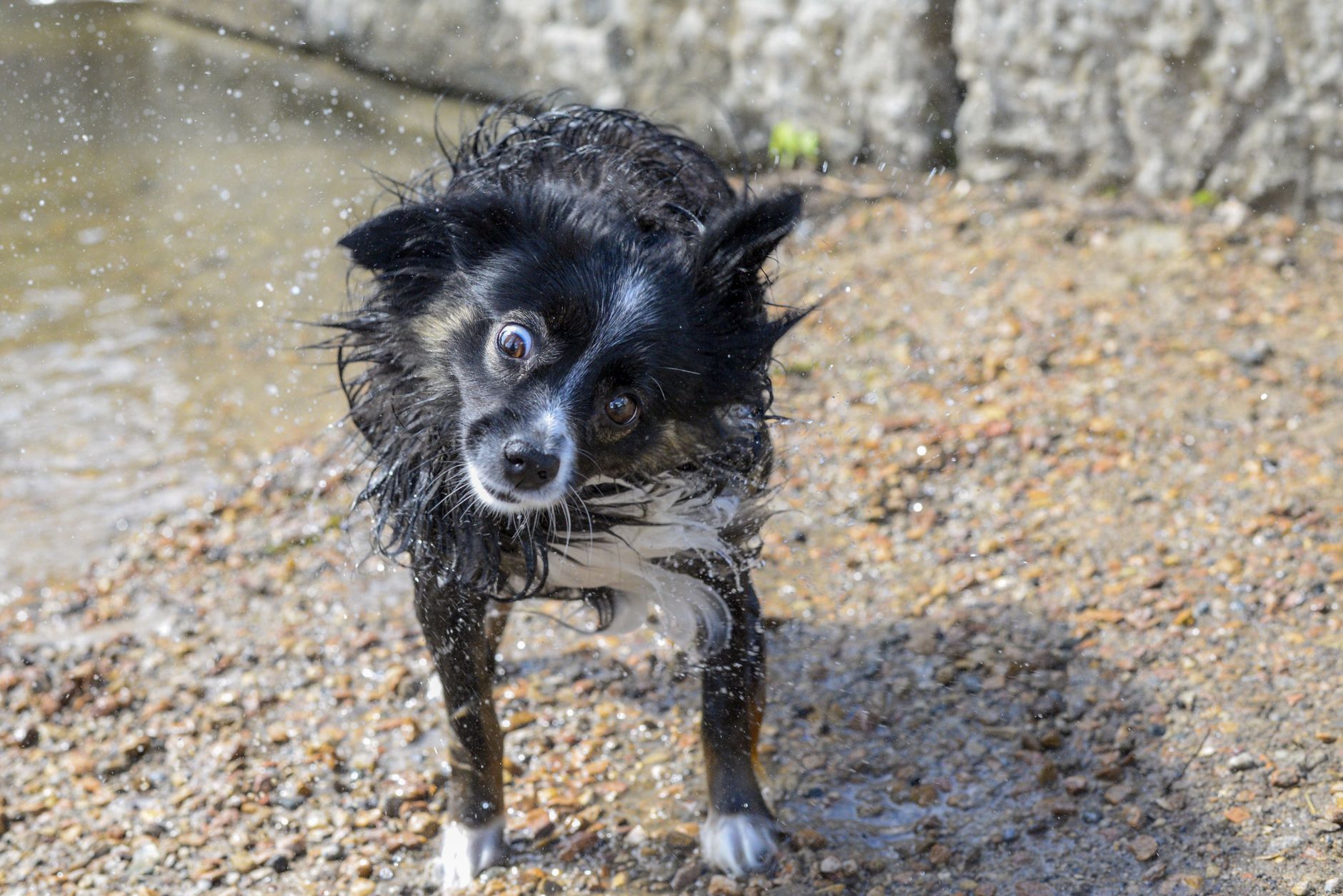 Paulz Pawz Mobile Dog Hydrobath & Grooming