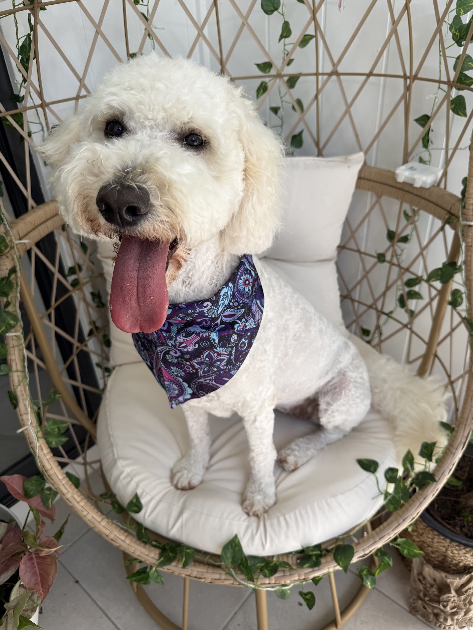 Ruff To Ready Grooming
