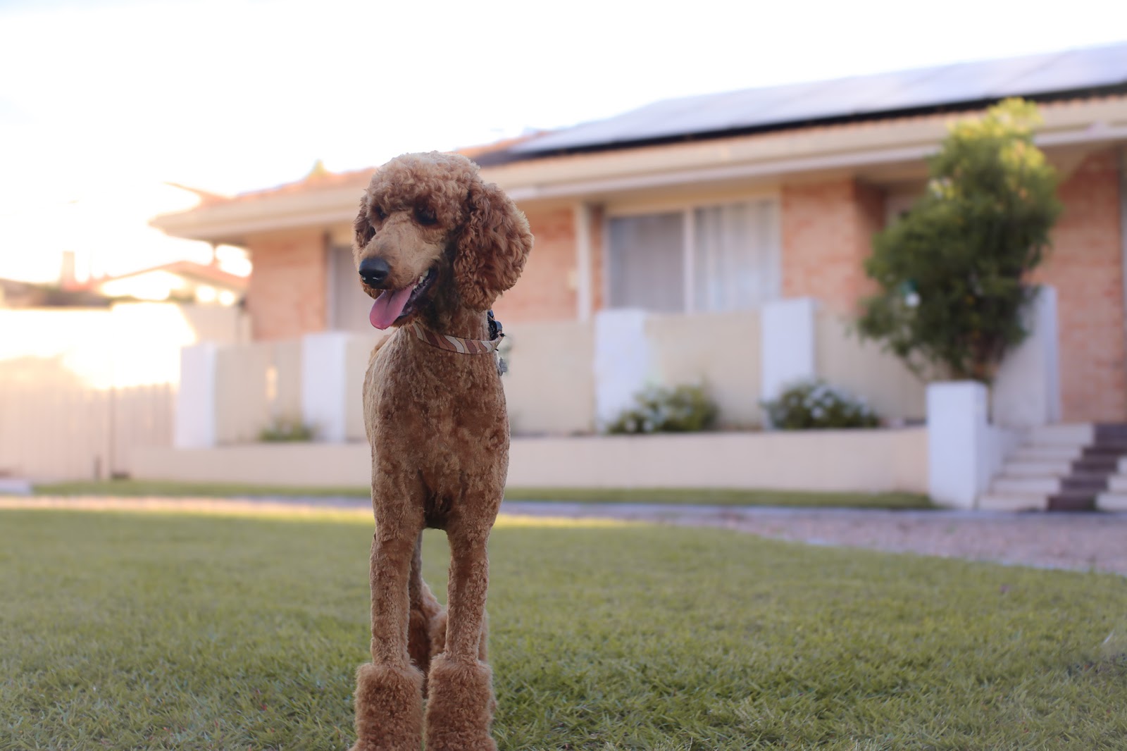 Ruff To Ready Grooming