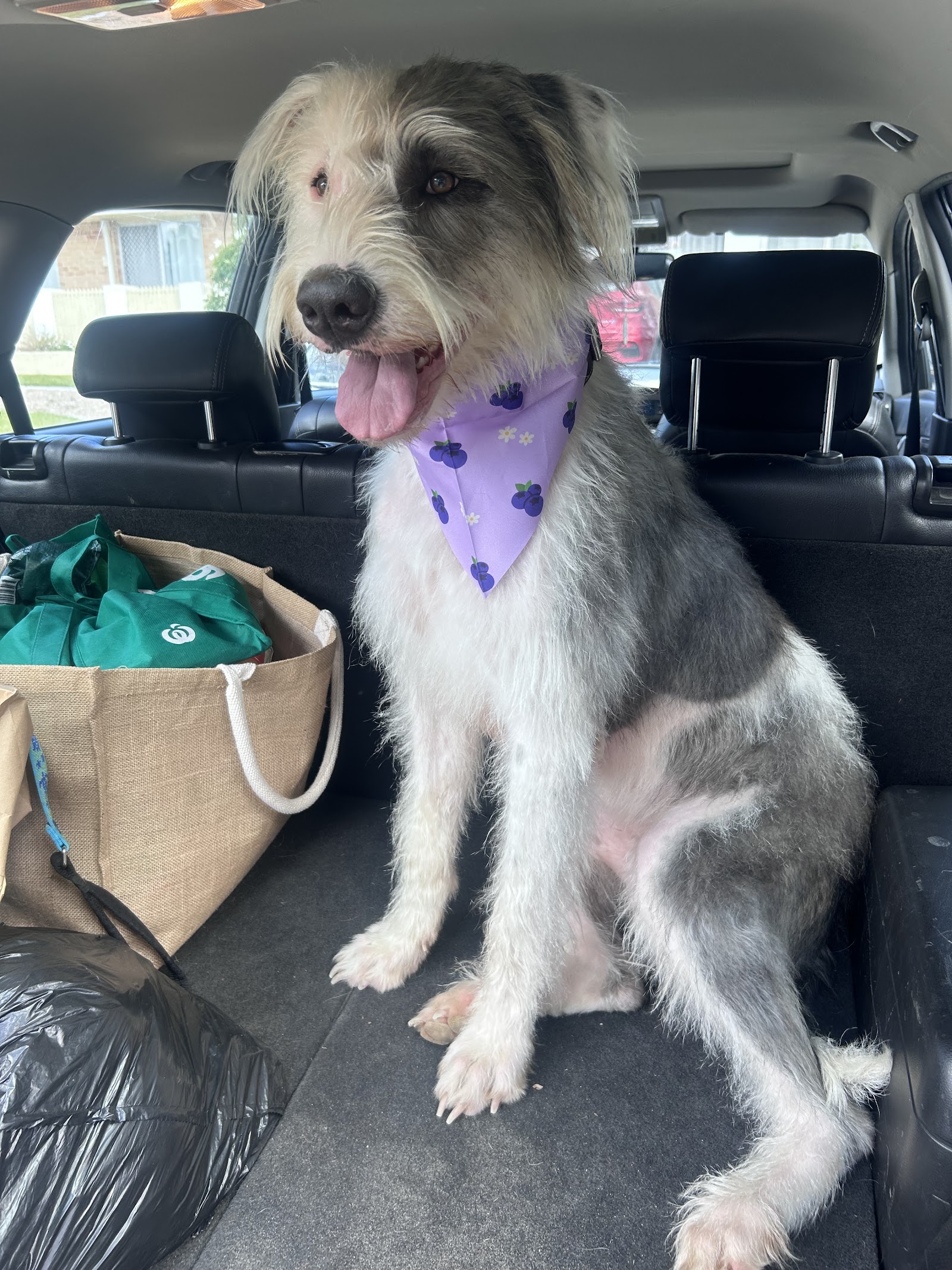 Ruff To Ready Grooming