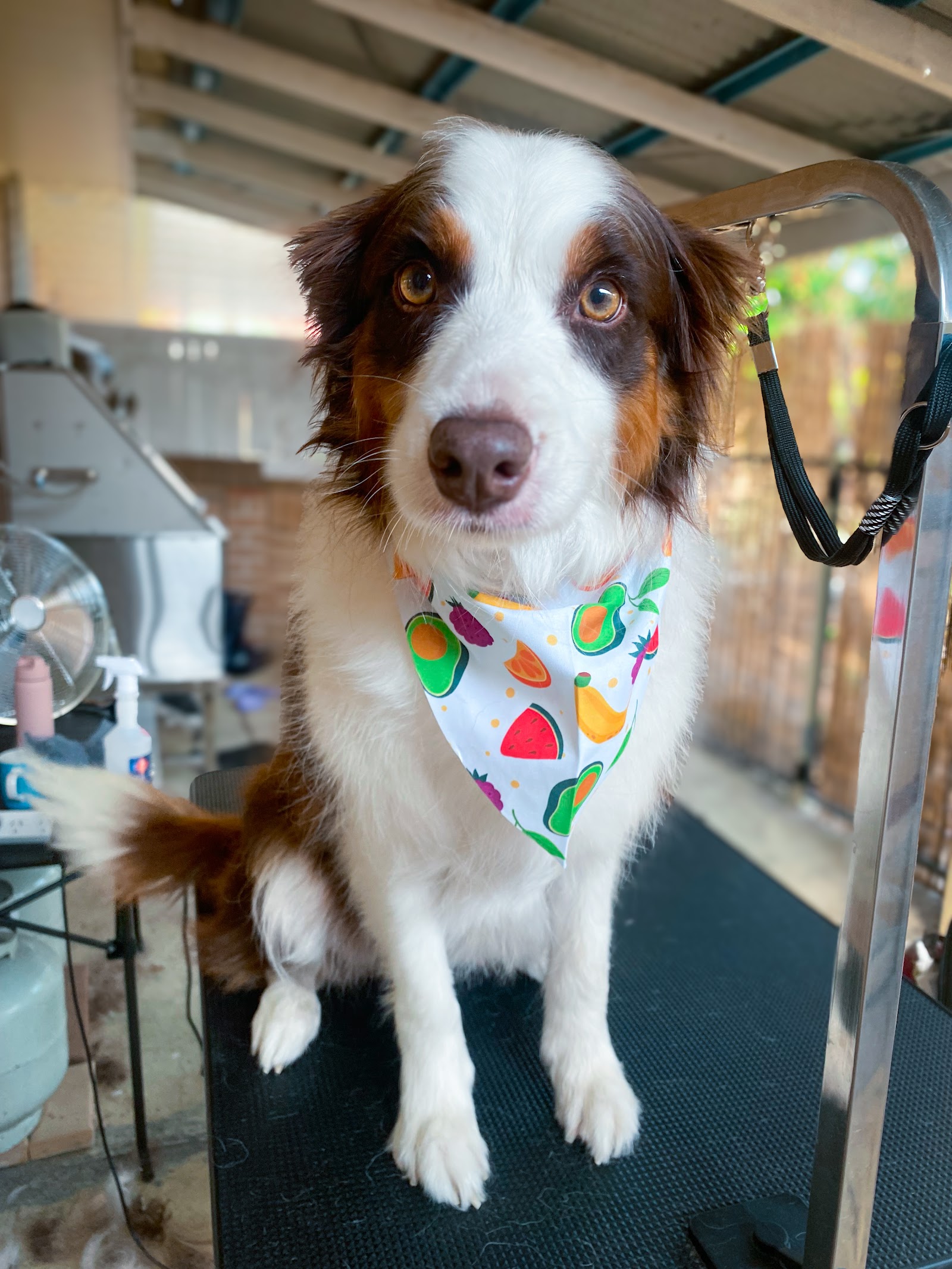 Ruff To Ready Grooming