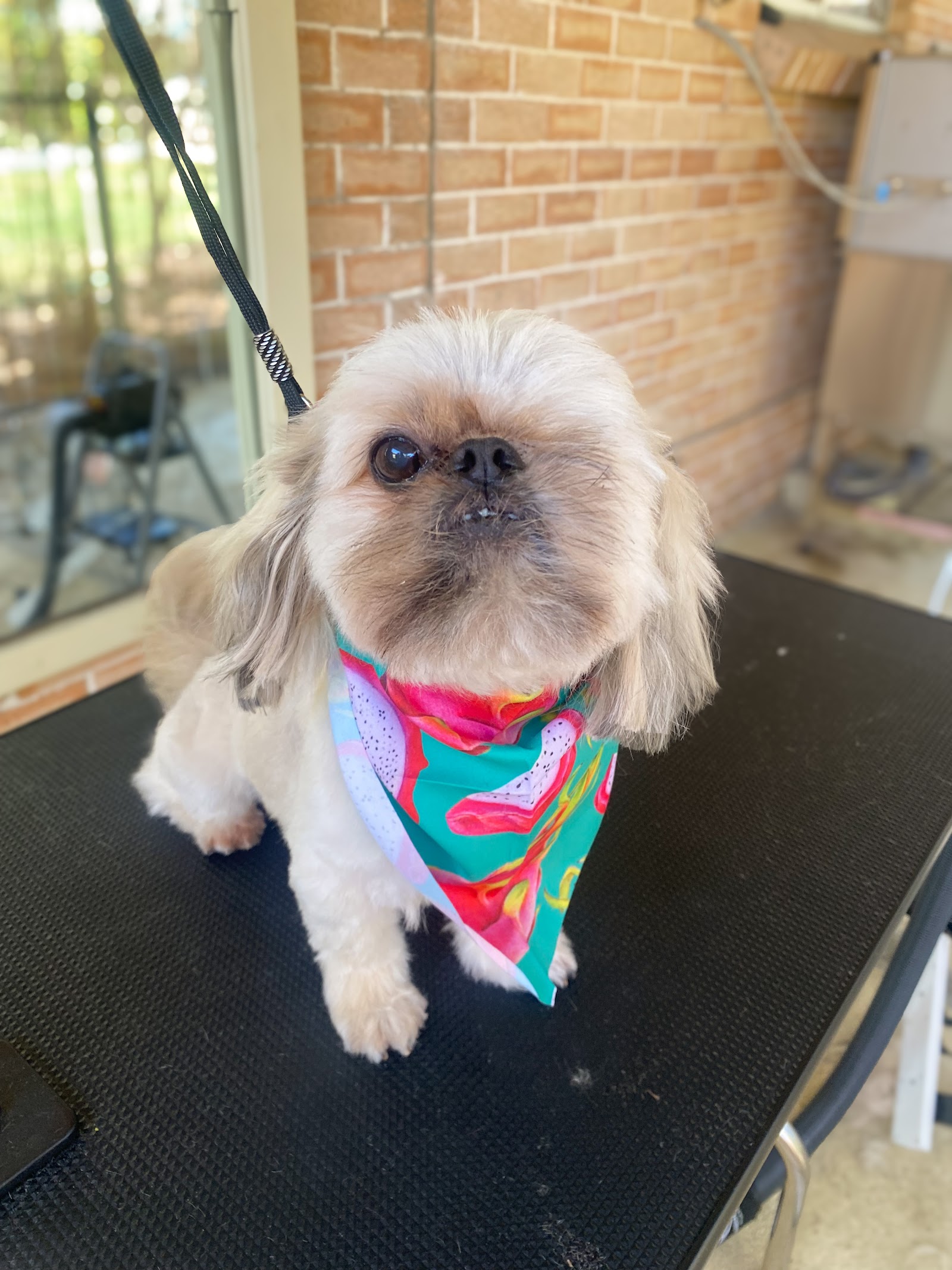Ruff To Ready Grooming