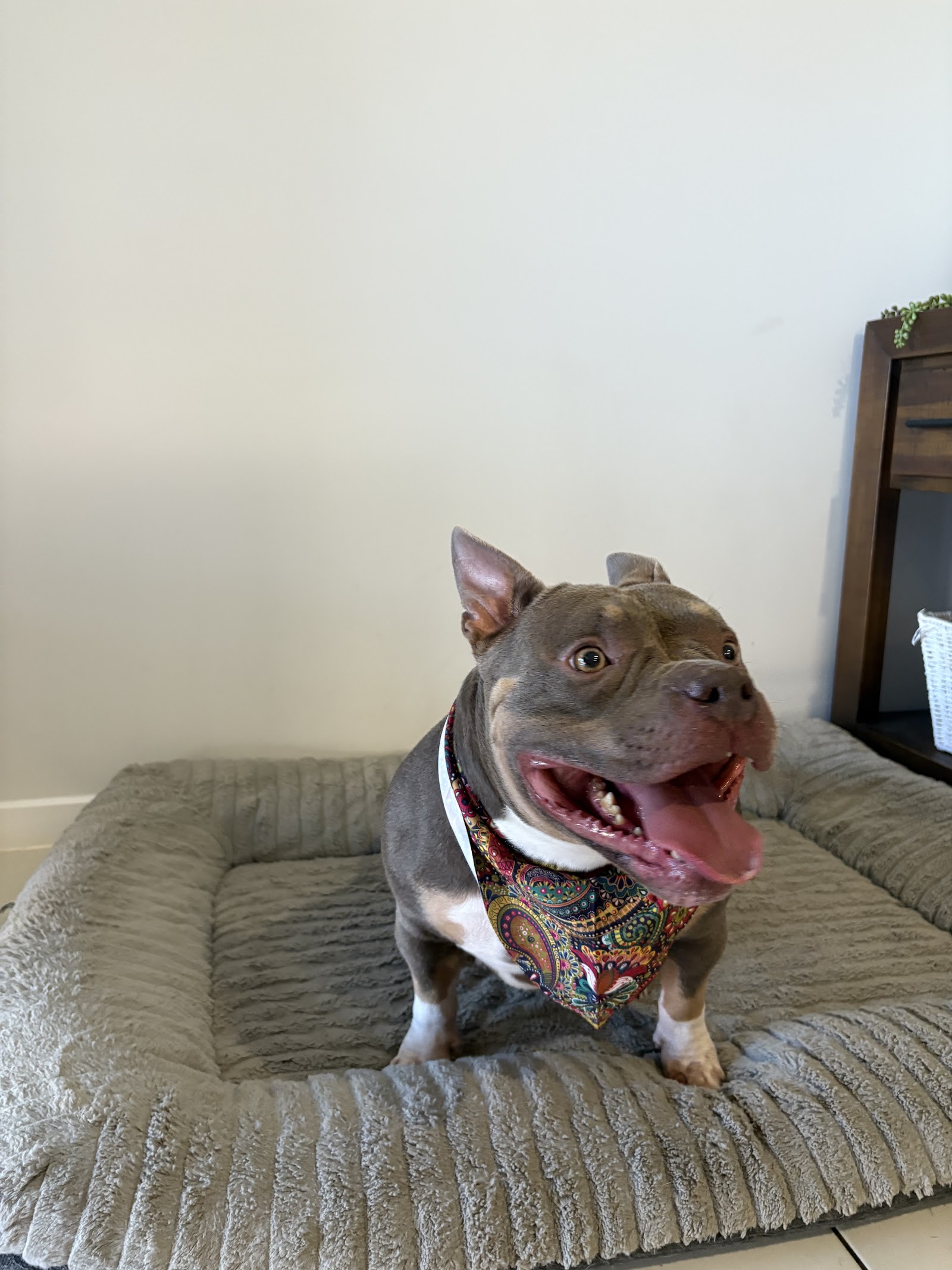 Ruff To Ready Grooming