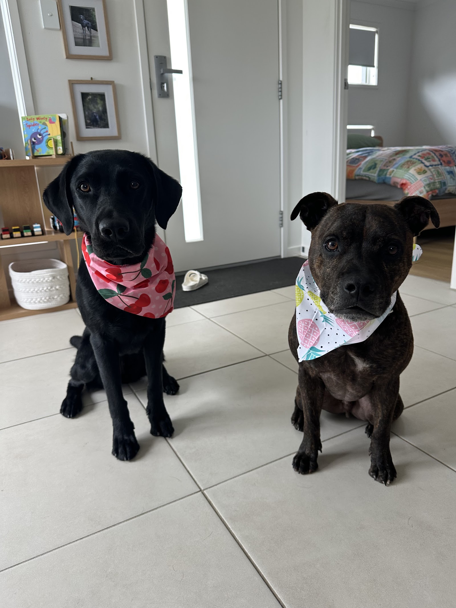 Ruff To Ready Grooming