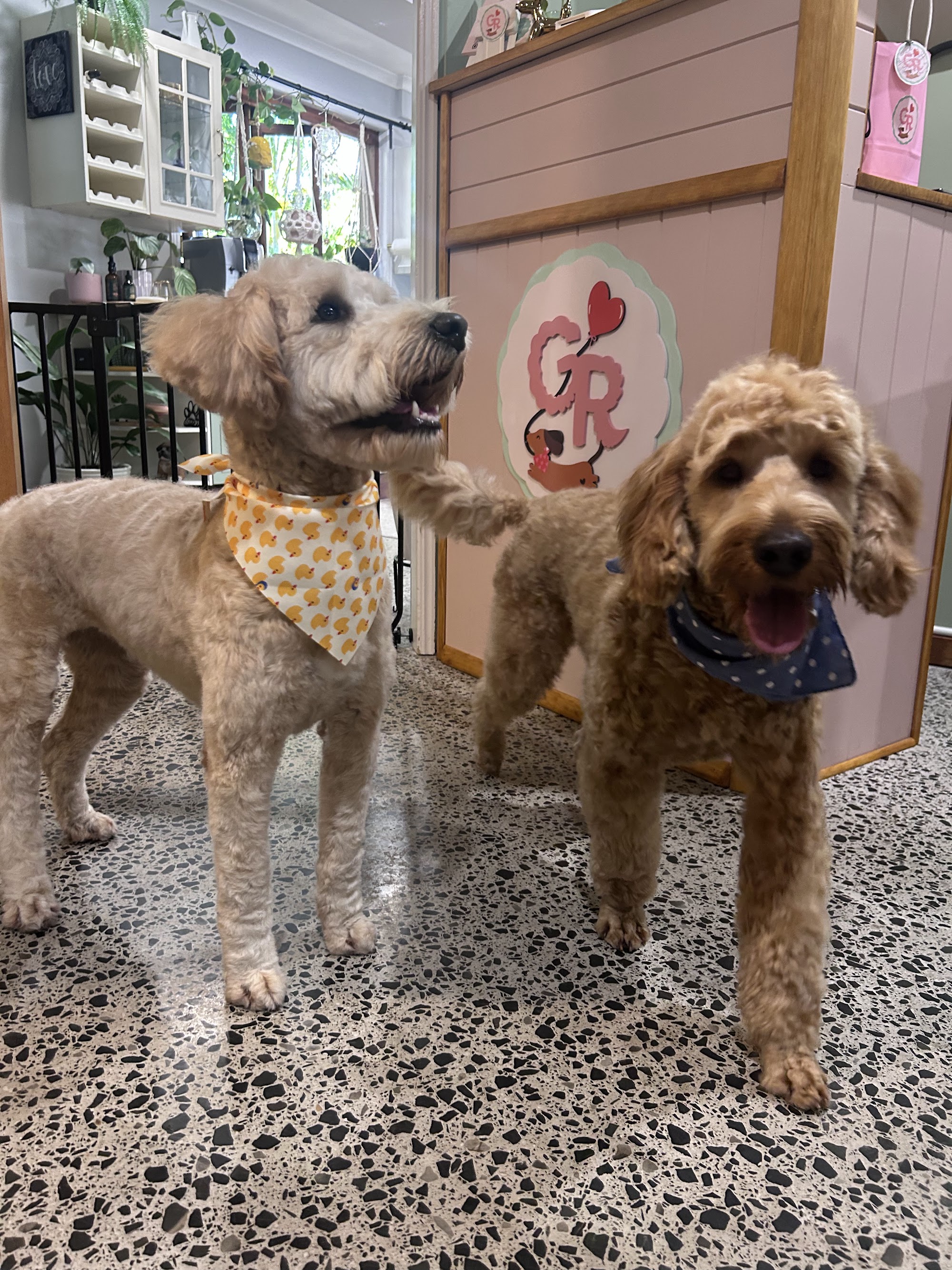 The Grooming Room on Highlands — Pet Groomers