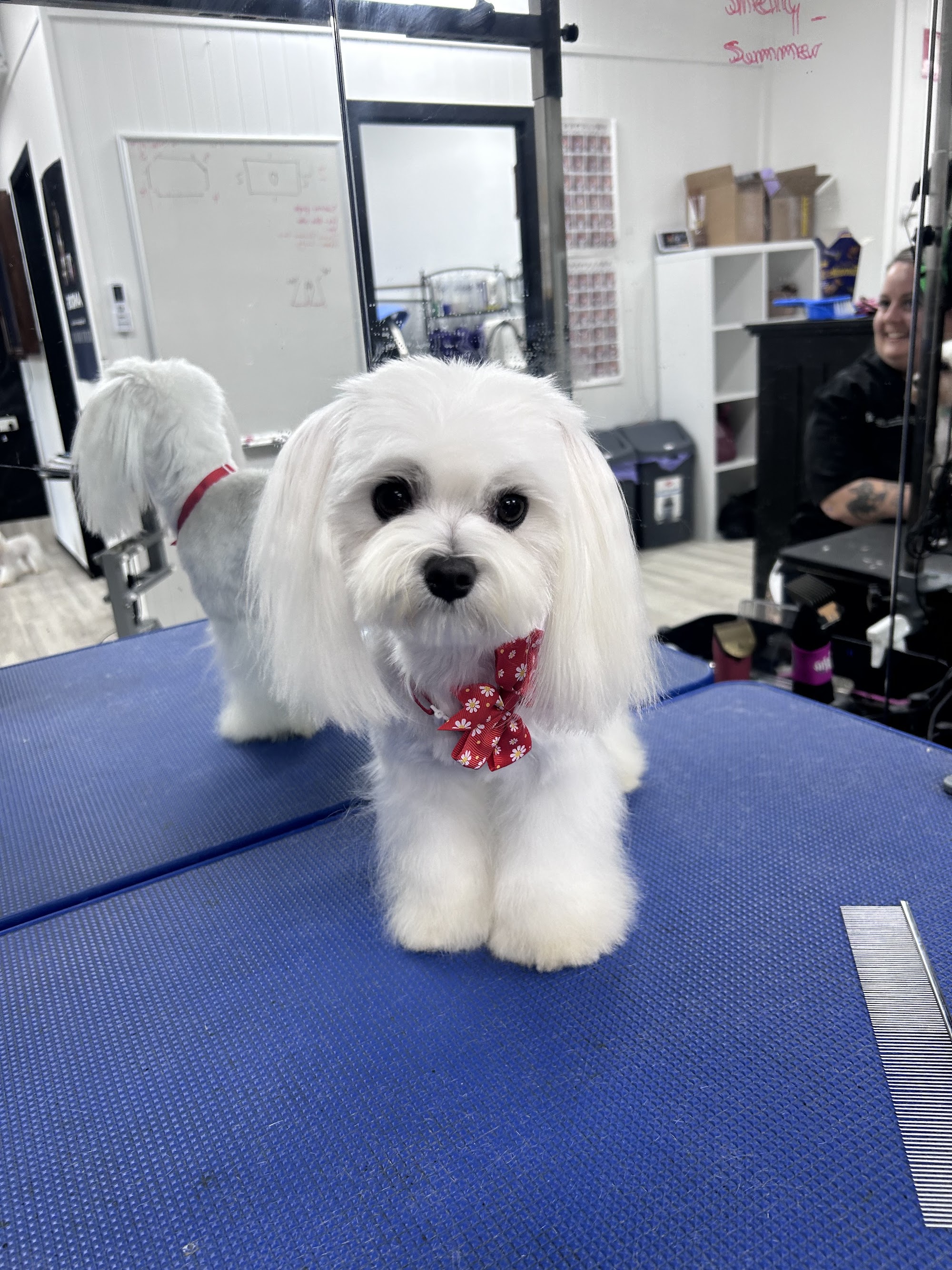 The Grooming Room on Highlands