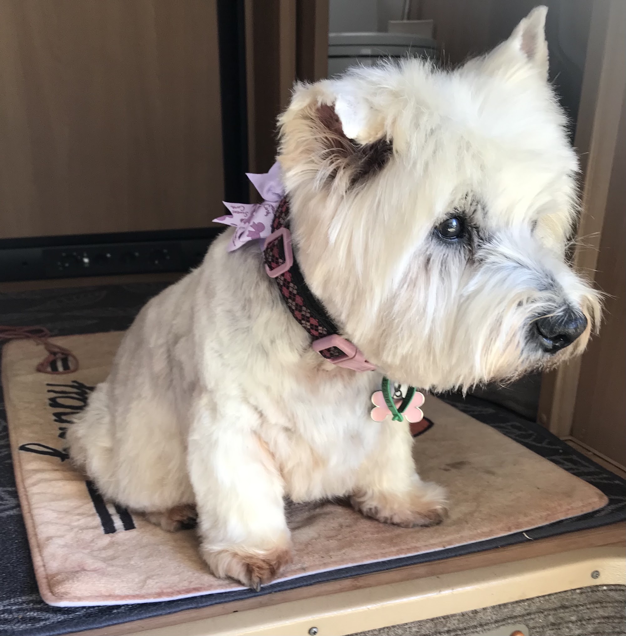Creative Canines — Pet Groomers