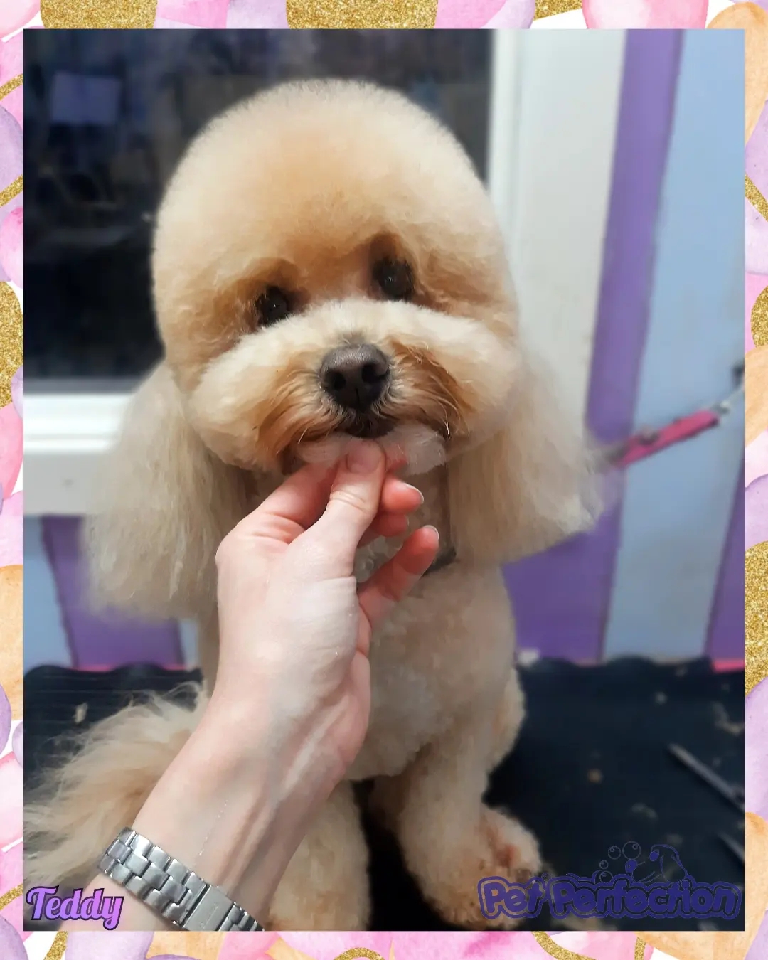 Pet Perfection