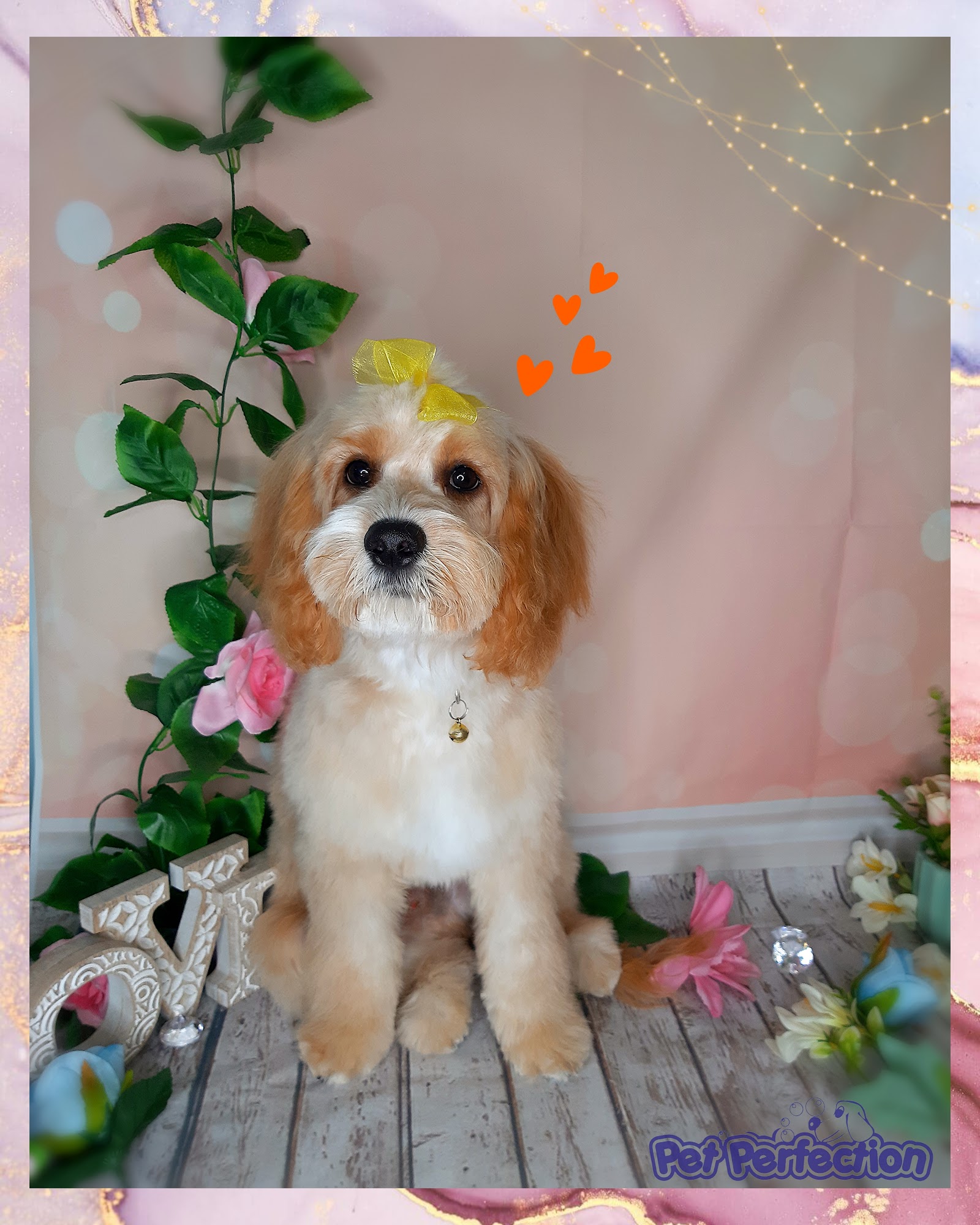 Pet Perfection