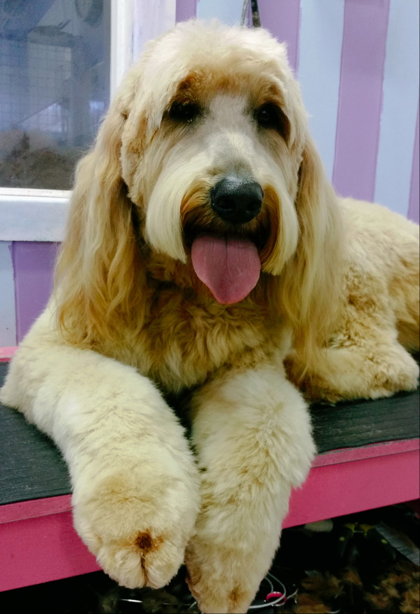 Pet Perfection