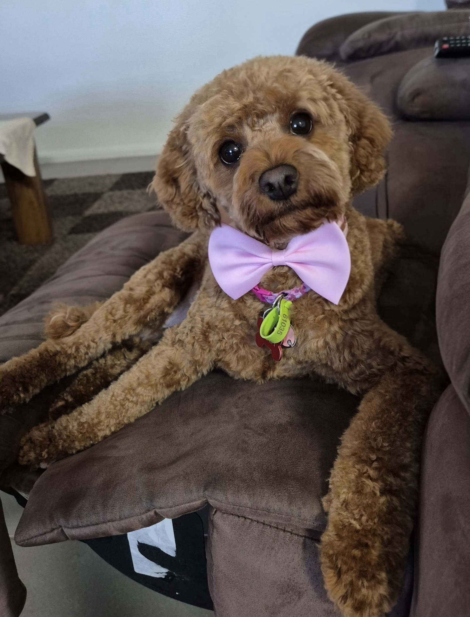 The Enchanted Mirror — Pet Groomers