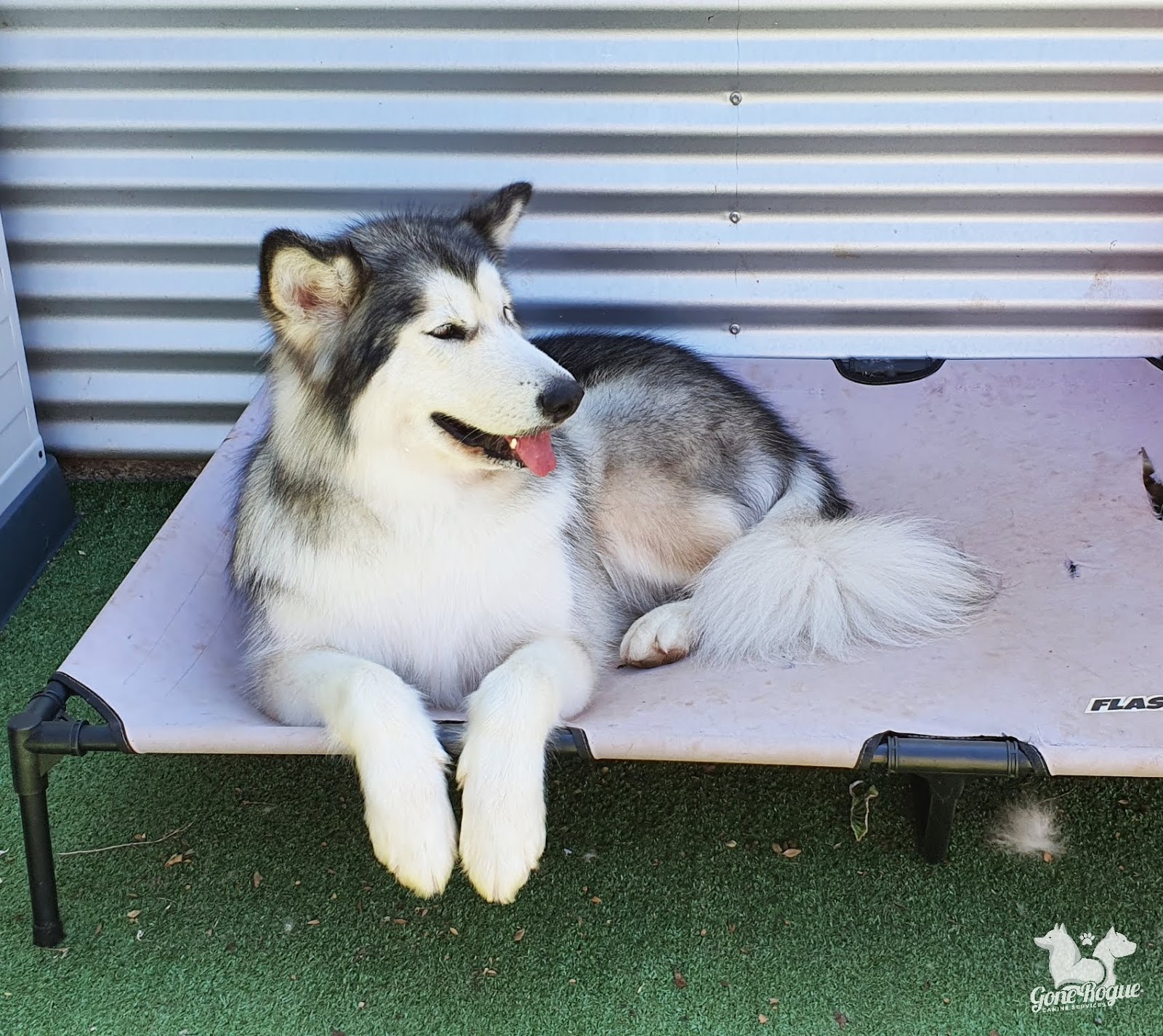 Gone Rogue Canine Services — Pet Groomers