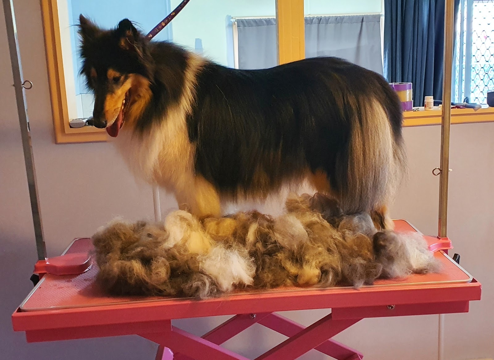 Gone Rogue Canine Services
