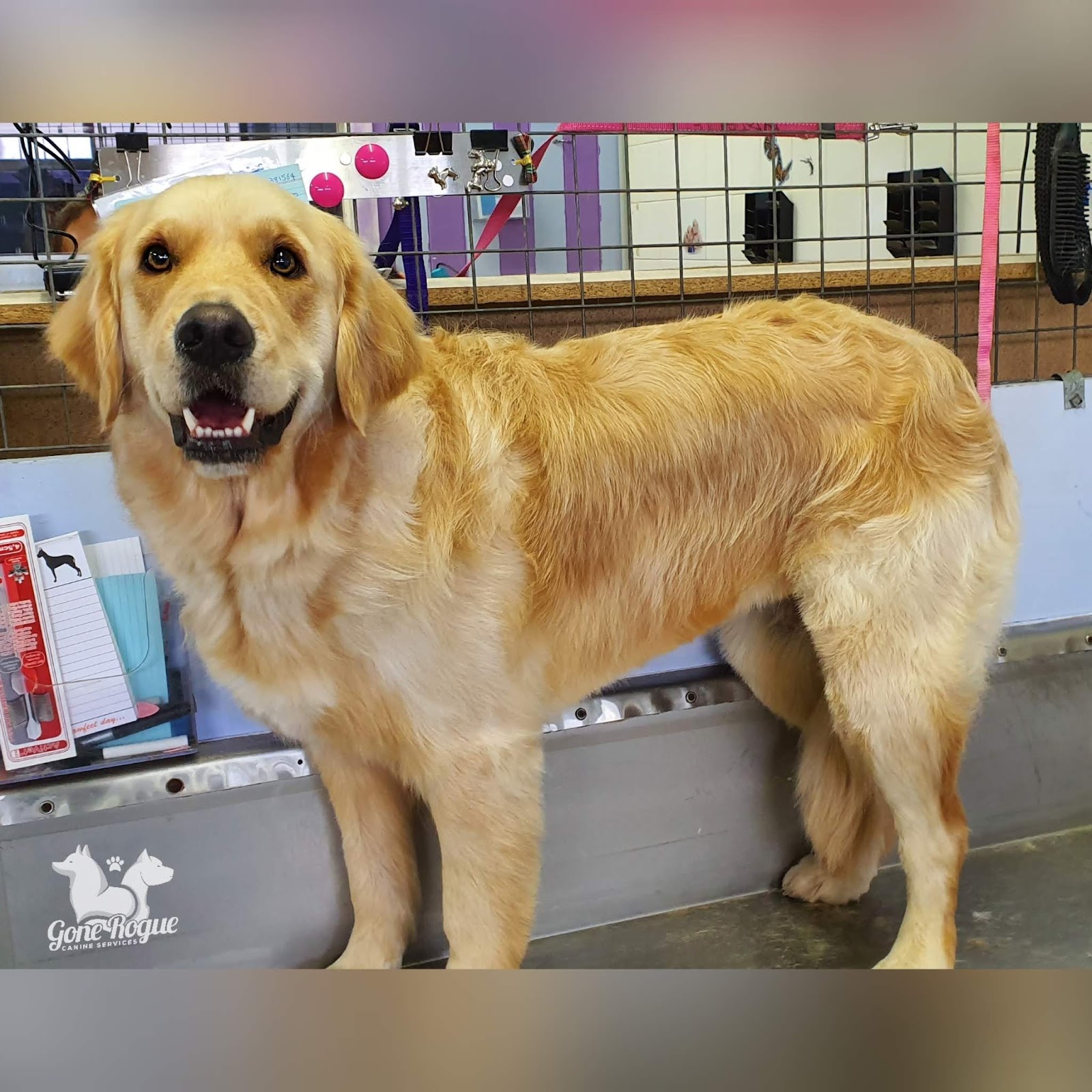 Gone Rogue Canine Services