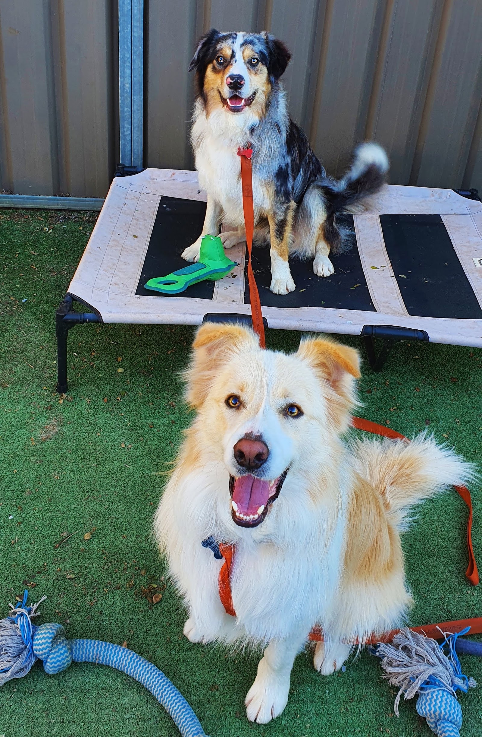 Gone Rogue Canine Services