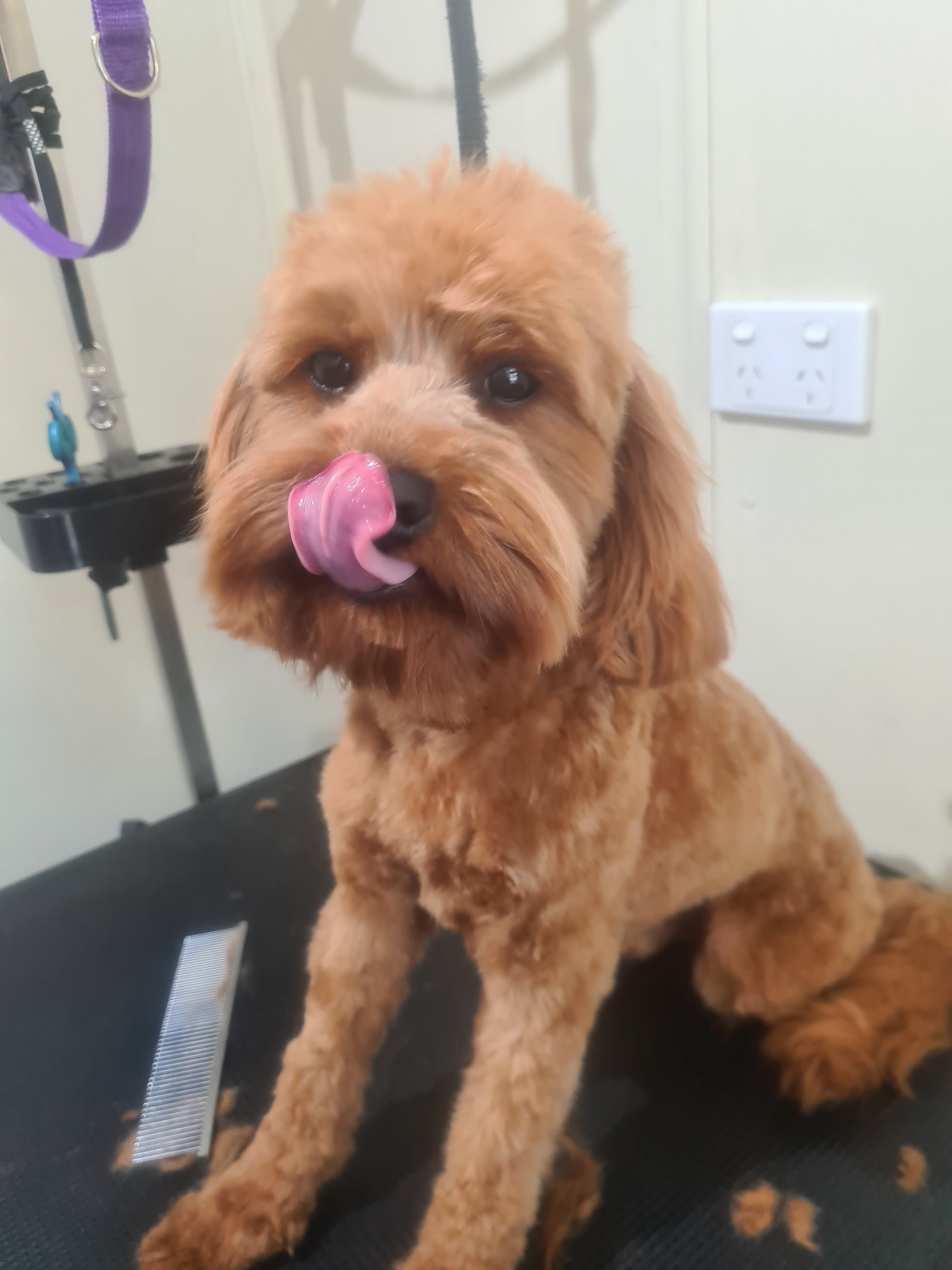 Barkin Bubbles Pet Services — Pet Groomers