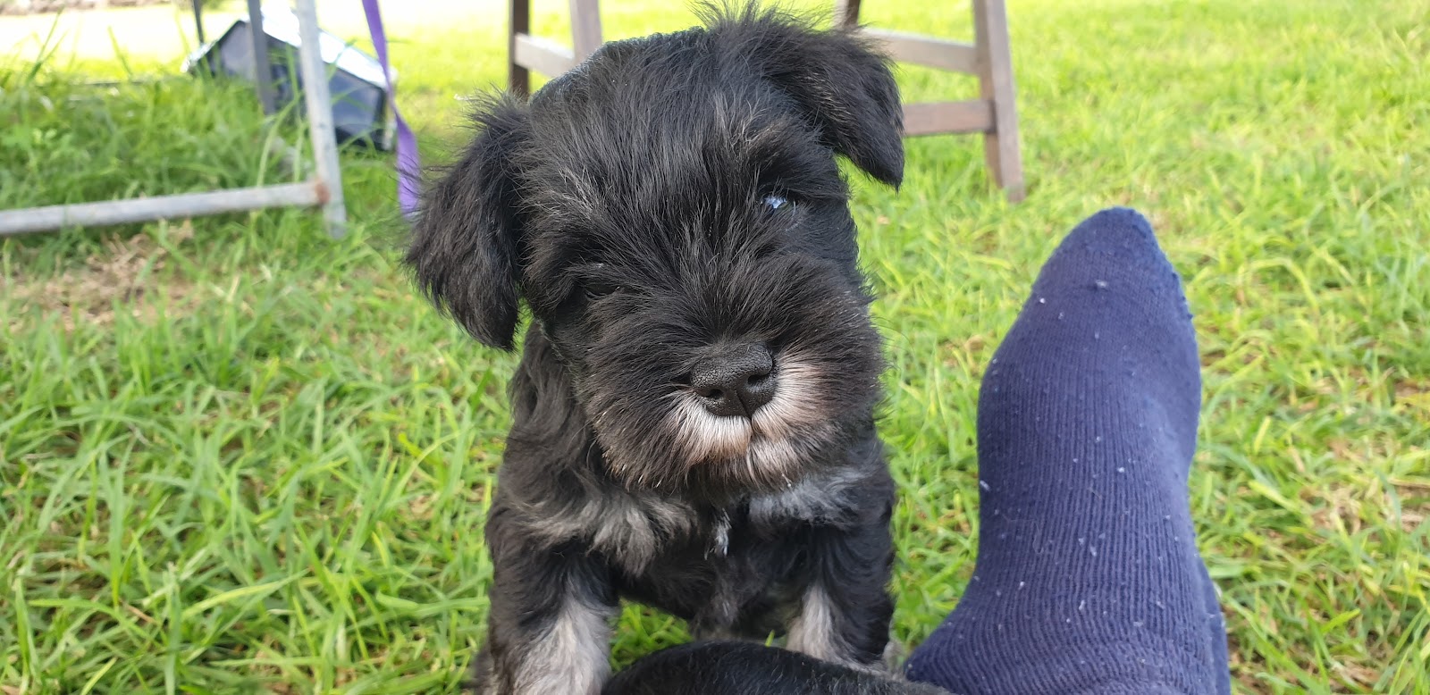 Merindah Farm Miniature Schnauzers in Qld — Pet Groomers
