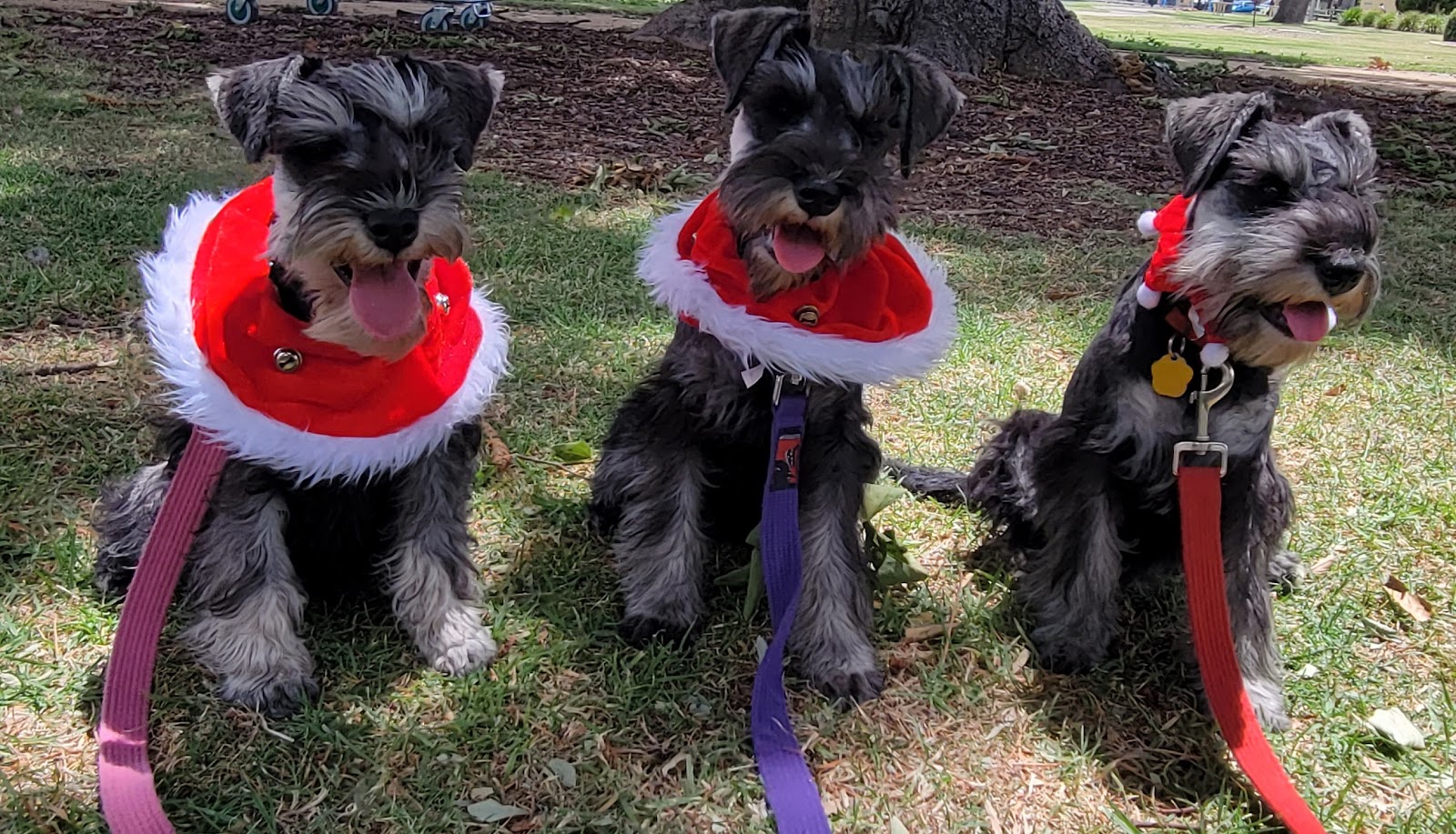 Merindah Farm Miniature Schnauzers in Qld
