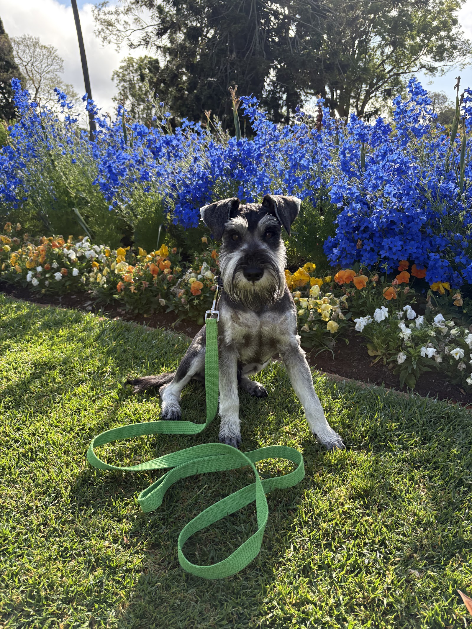 Merindah Farm Miniature Schnauzers in Qld