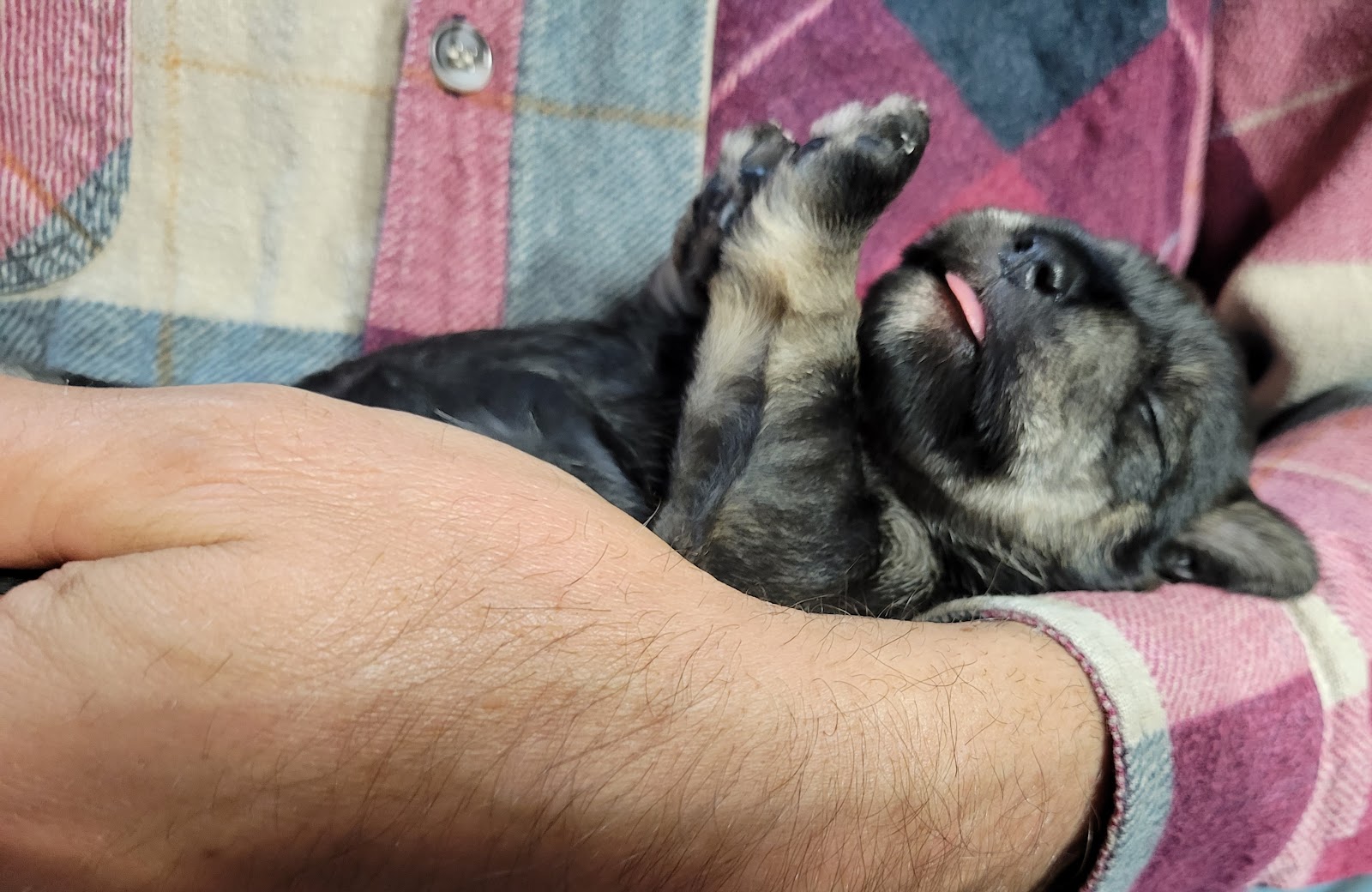 Merindah Farm Miniature Schnauzers in Qld
