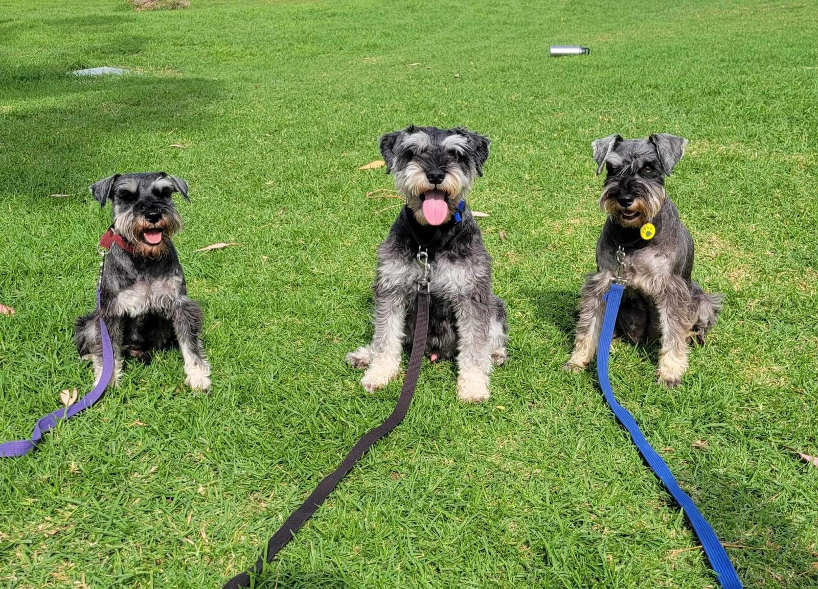 Merindah Farm Miniature Schnauzers in Qld
