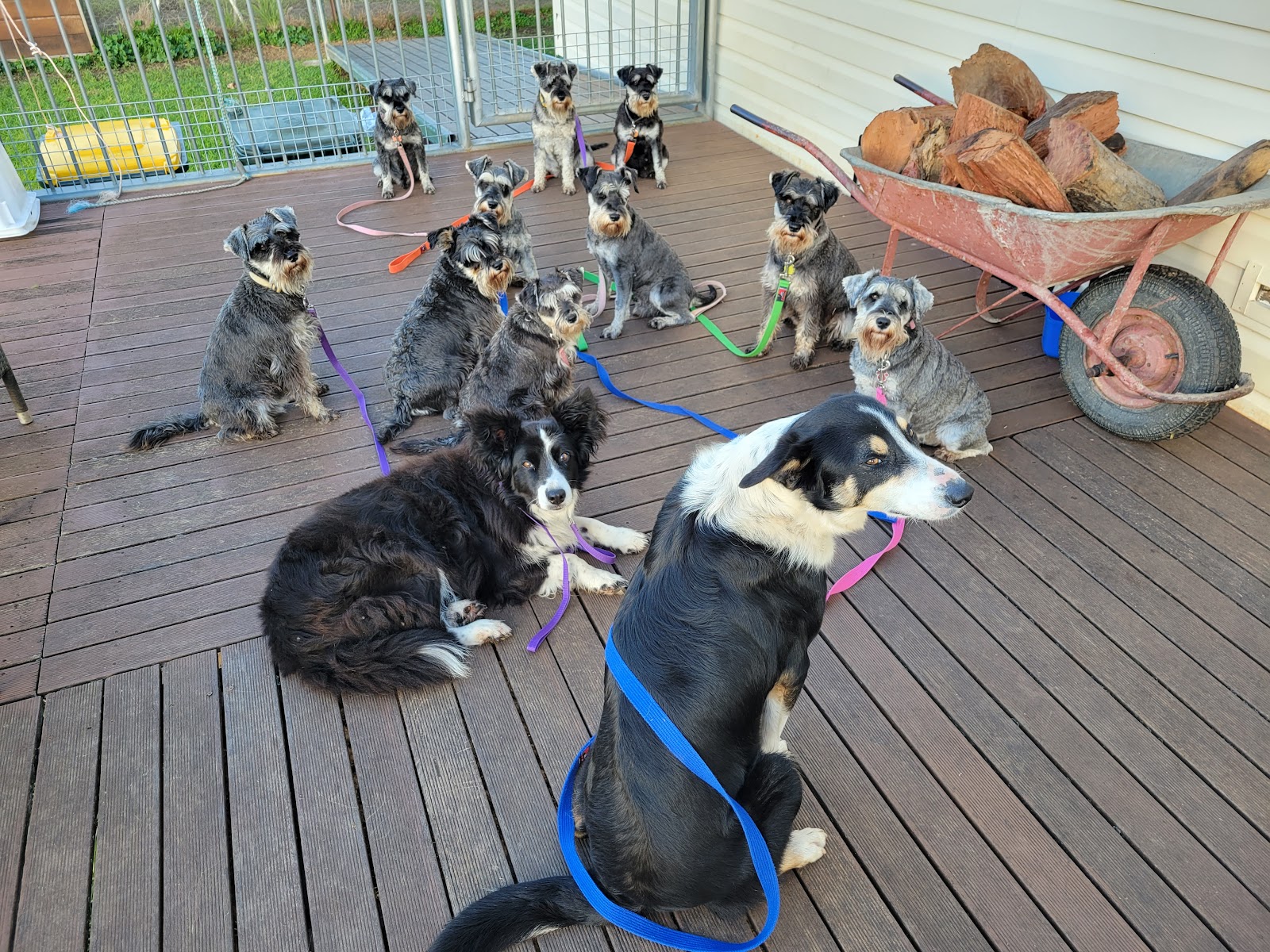 Merindah Farm Miniature Schnauzers in Qld