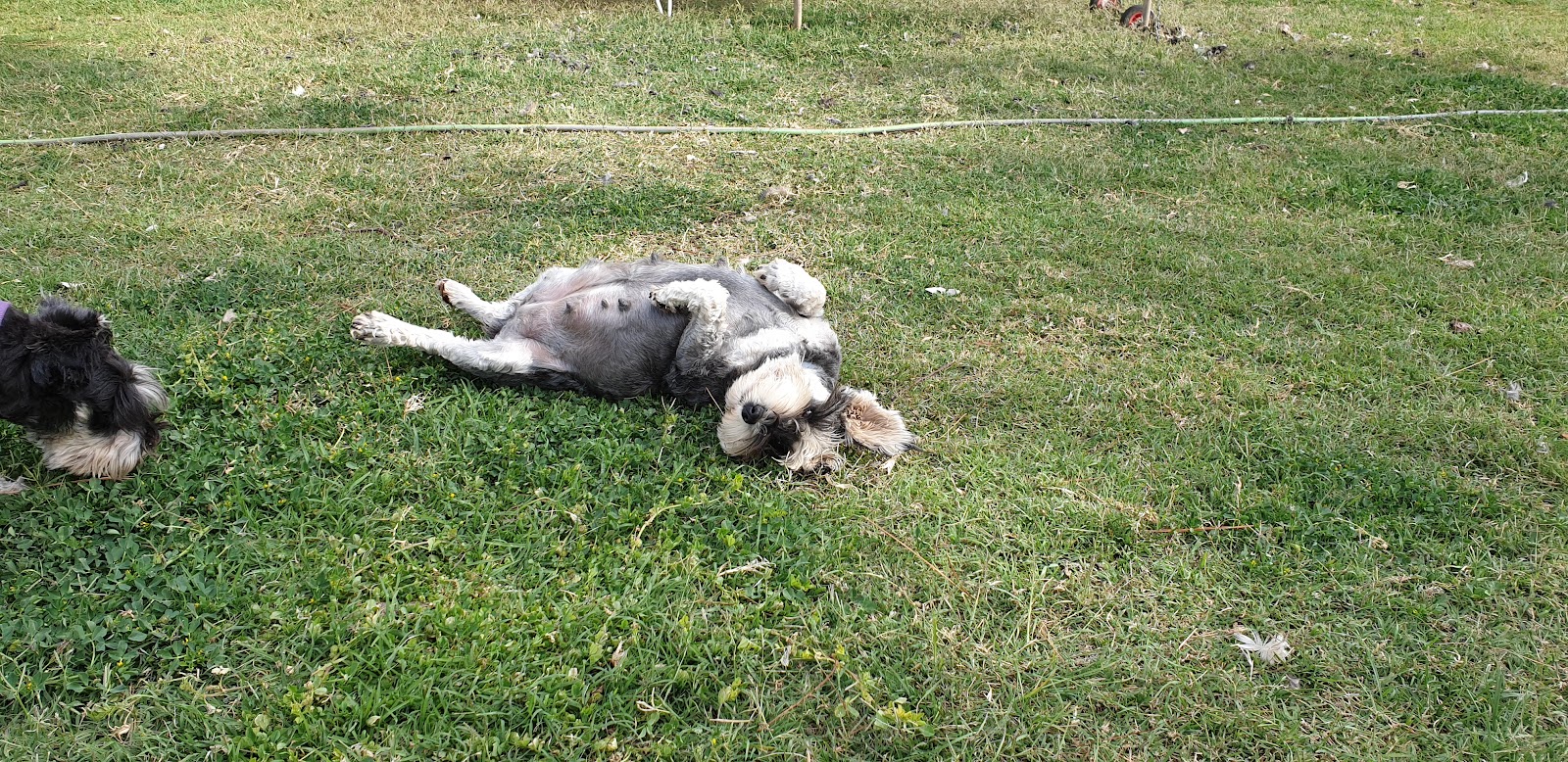 Merindah Farm Miniature Schnauzers in Qld
