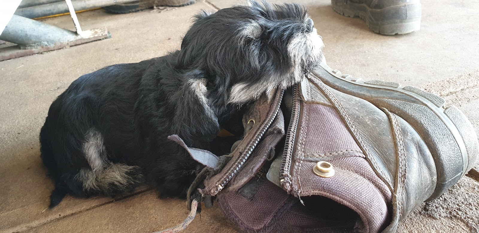 Merindah Farm Miniature Schnauzers in Qld