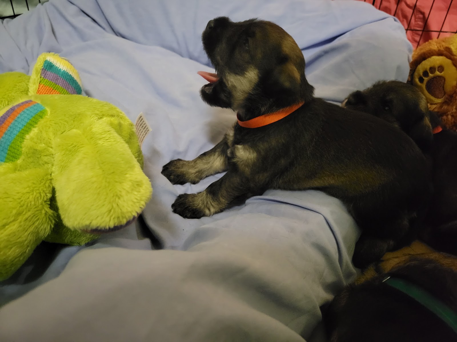 Merindah Farm Miniature Schnauzers in Qld