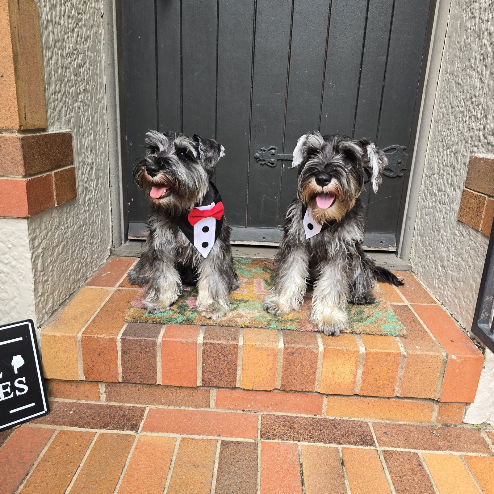 Merindah Farm Miniature Schnauzers in Qld