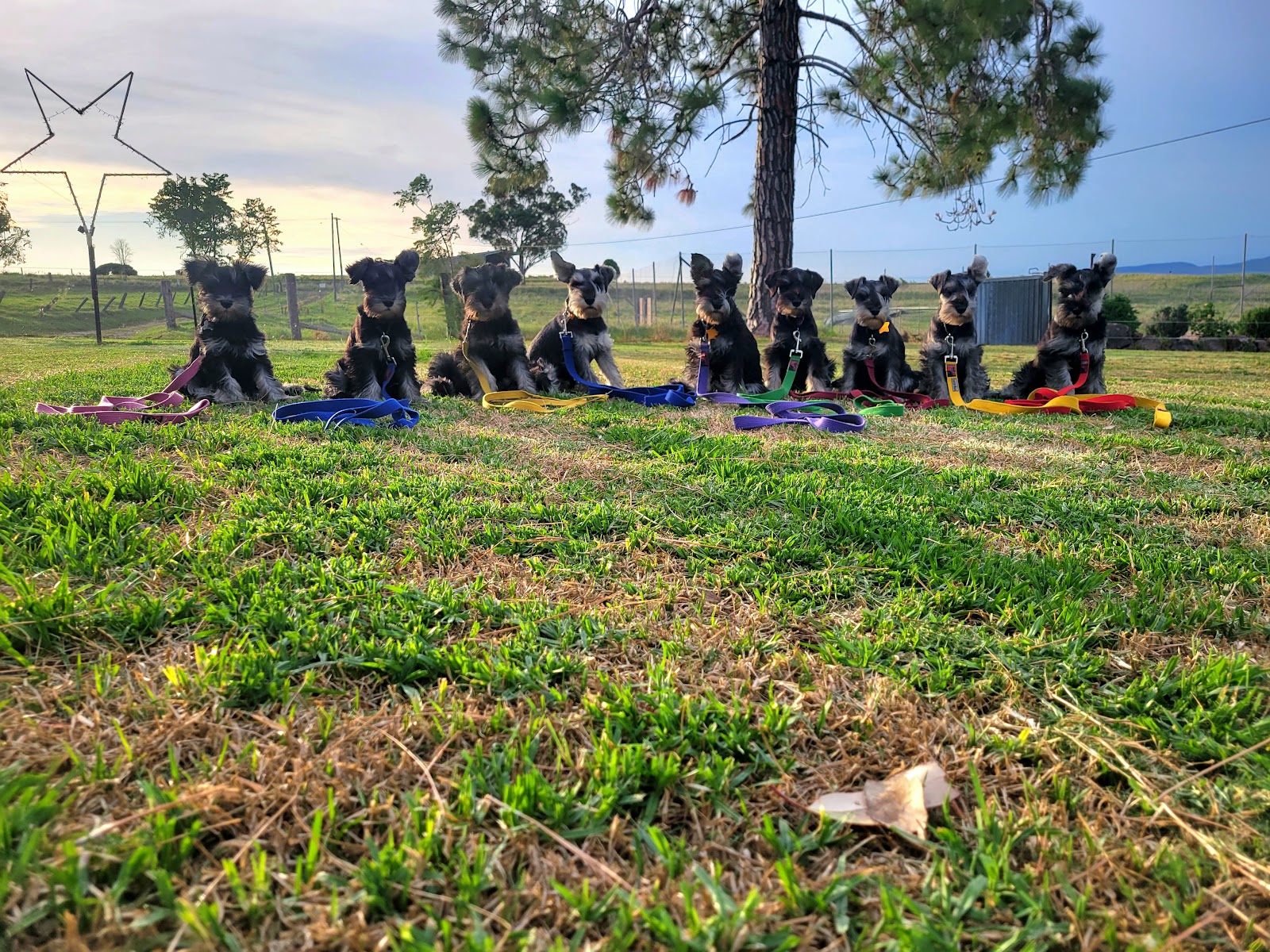 Merindah Farm Miniature Schnauzers in Qld