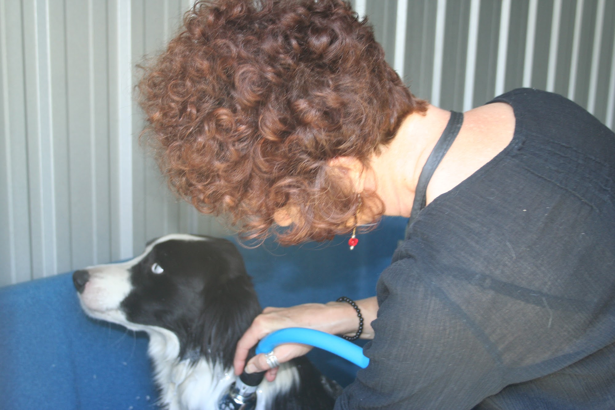 K9 Klips Dog Grooming Warwick — Pet Groomers