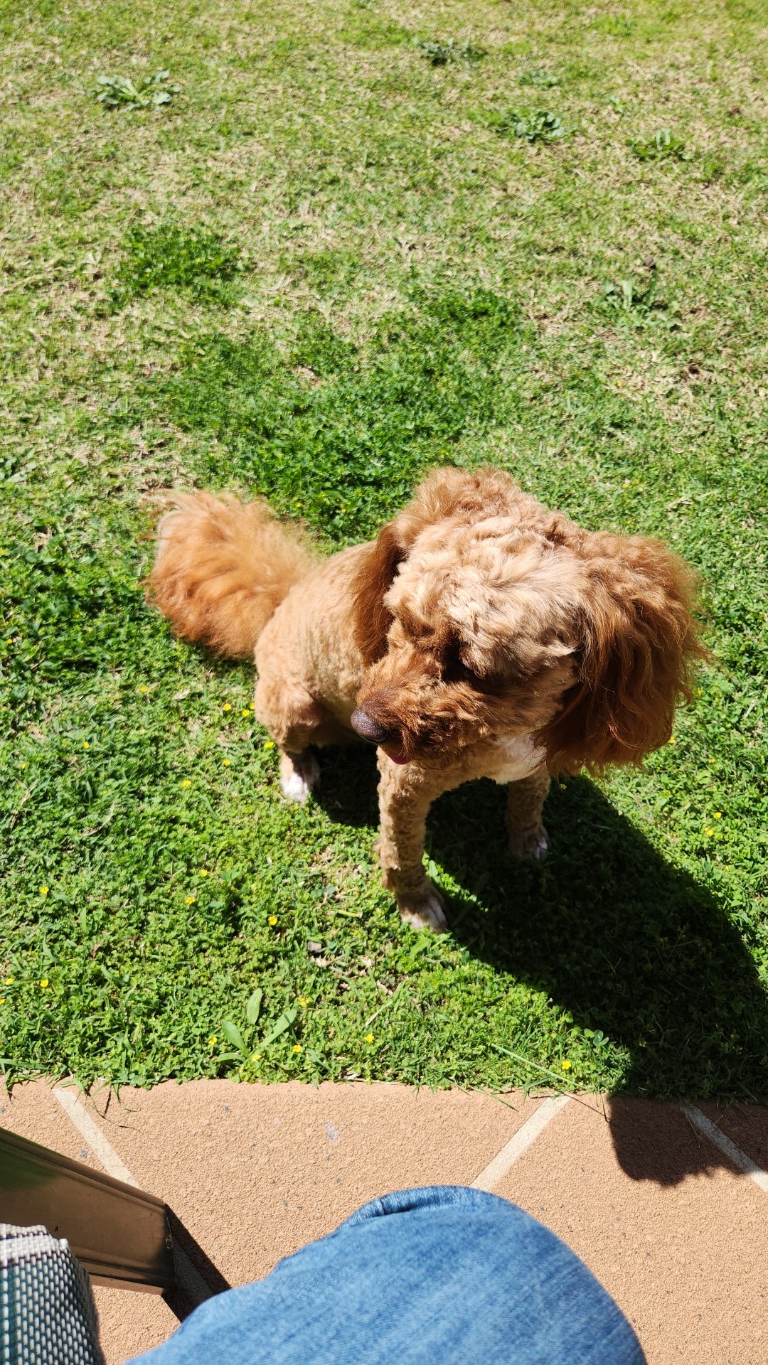 K9 Klips Dog Grooming Warwick