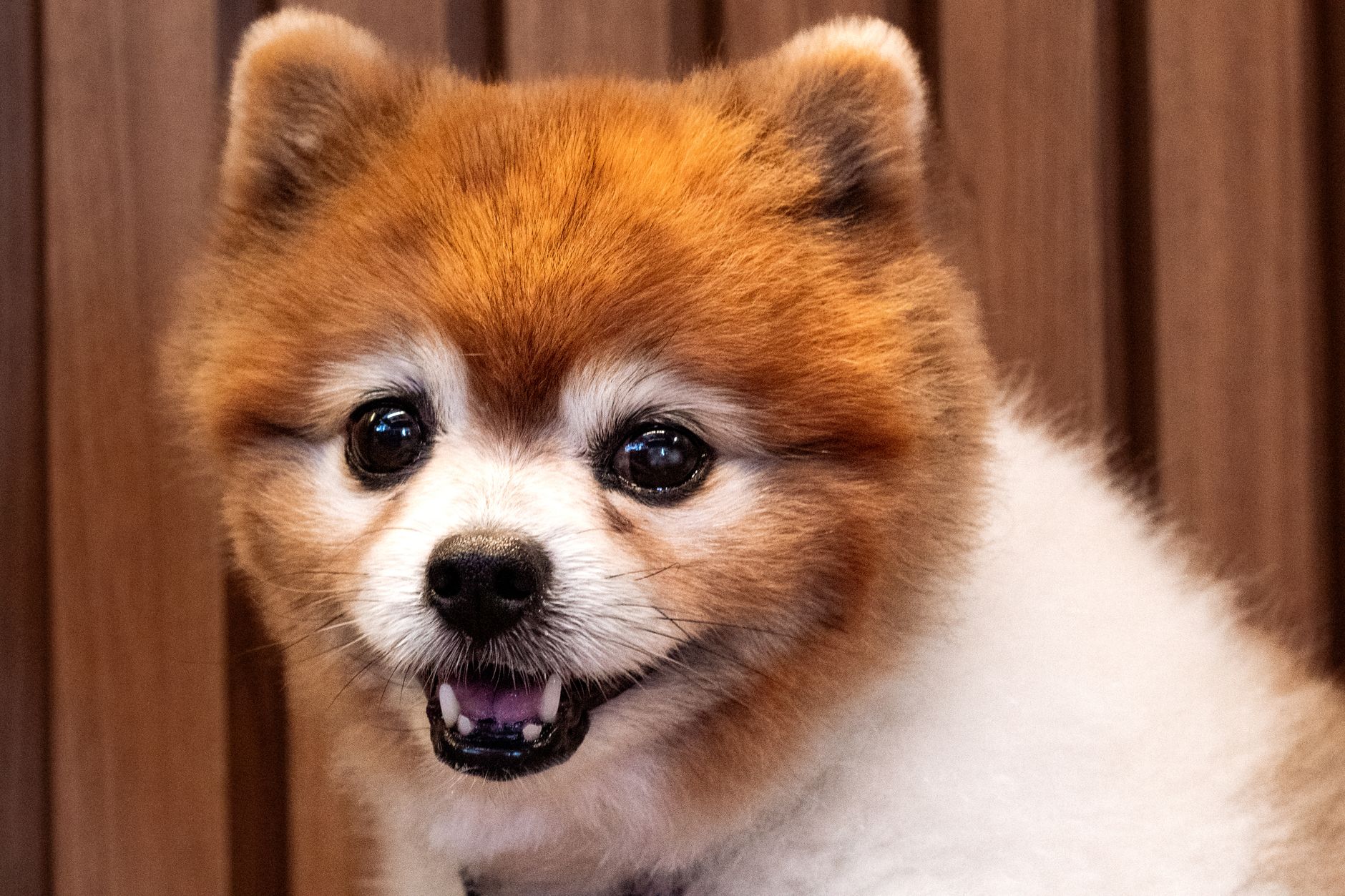 All Pawz R Us