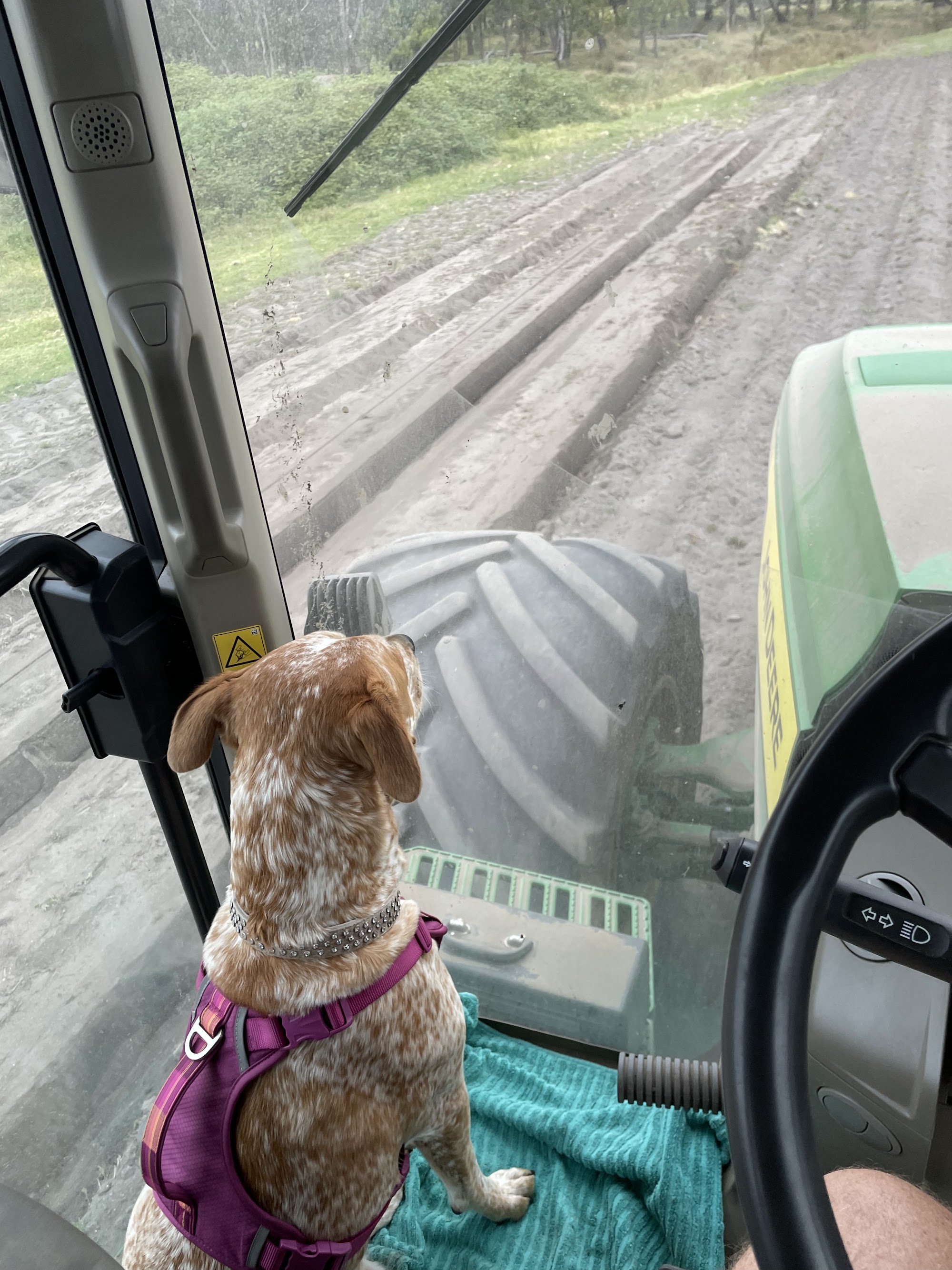 Tenterfield Veterinary Clinic — Pet Groomers