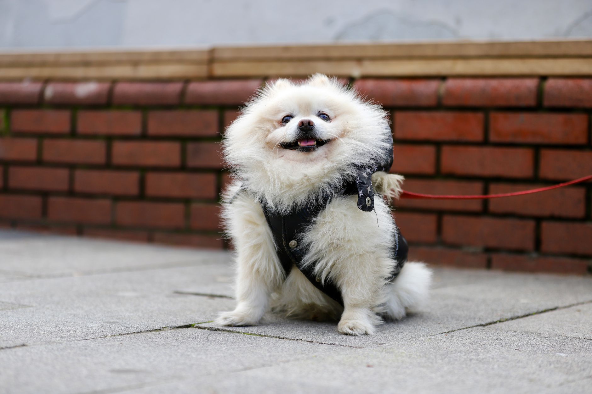 TBS pet supplies