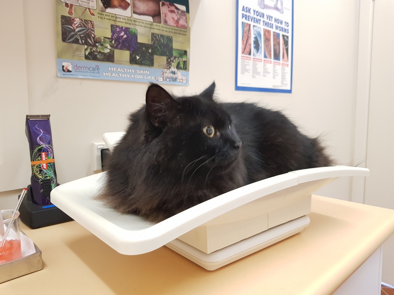 Casino Veterinary Clinic