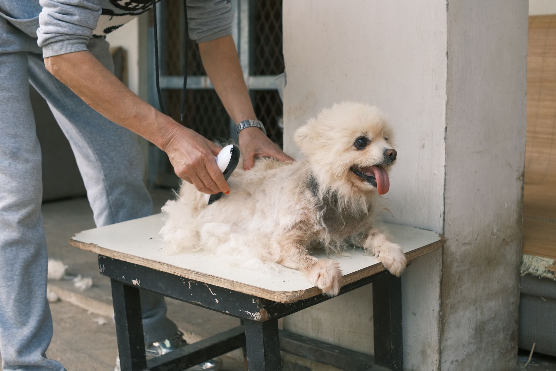 Northern Rivers Vet Service