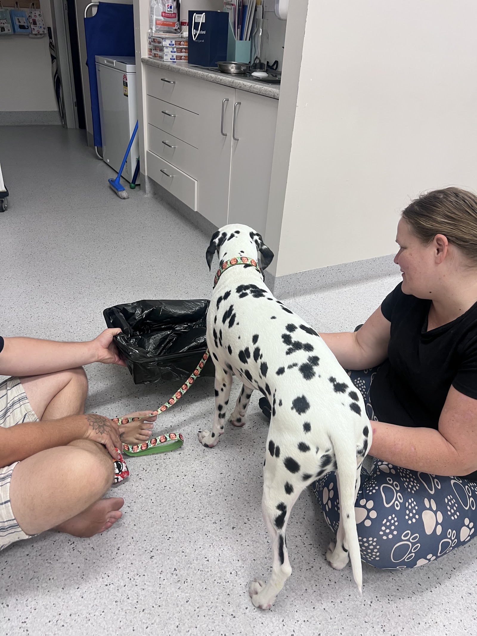 Maclean Veterinary Hospital