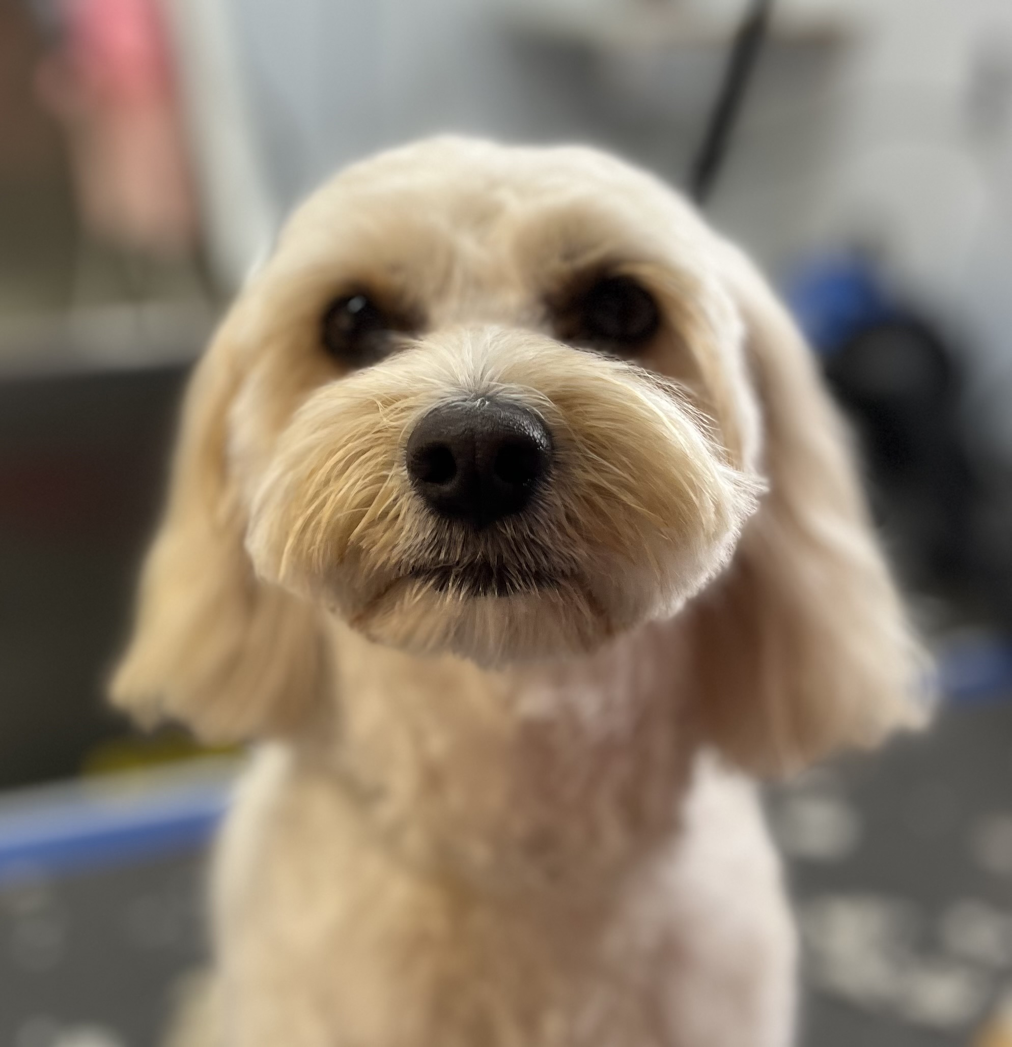 DOG GROOMING - by Viv - MACLEAN NSW — Pet Groomers