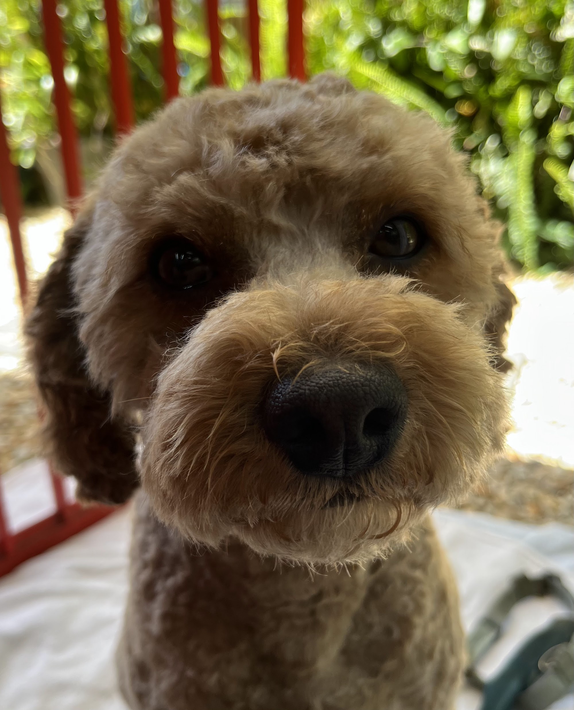 DOG GROOMING - by Viv - MACLEAN NSW