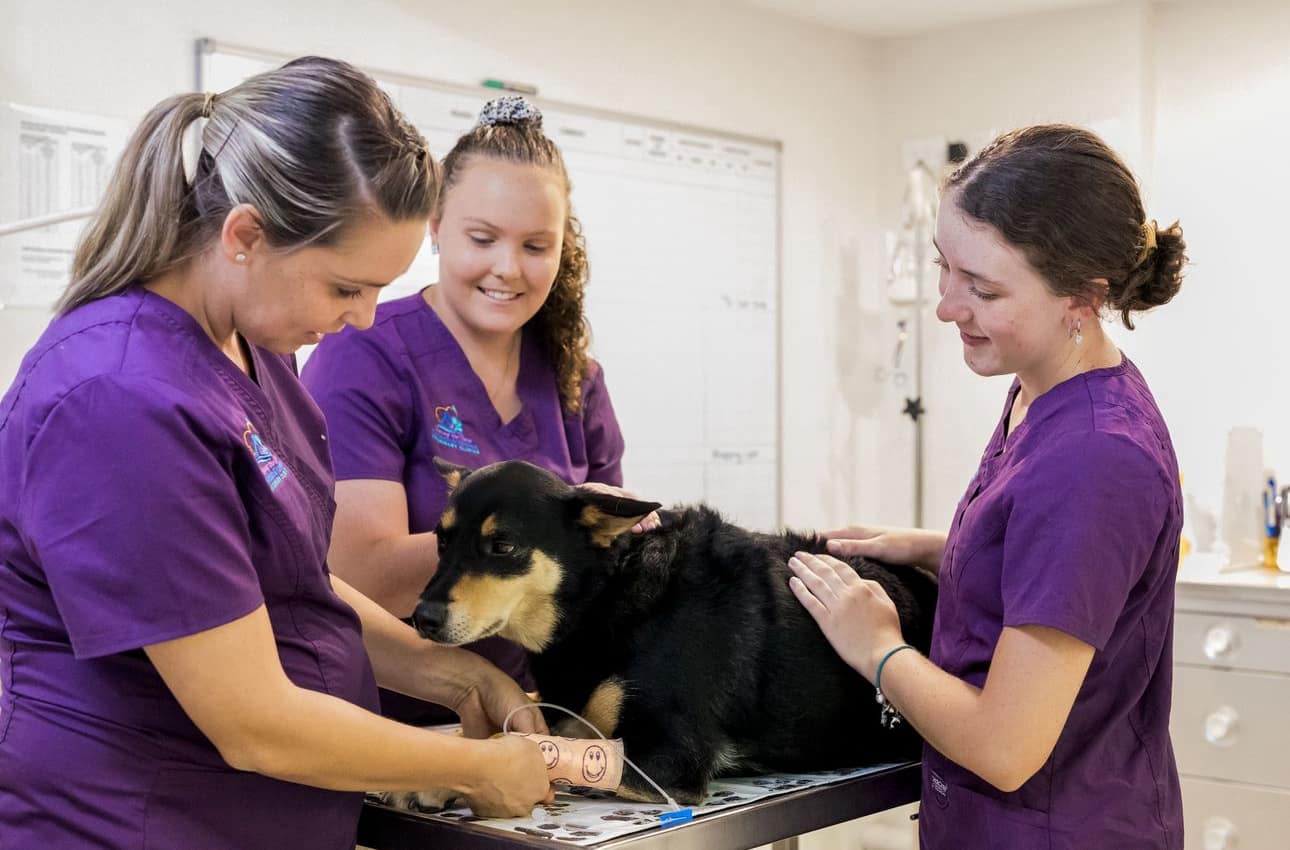 Yamba Veterinary Clinic — Pet Groomers