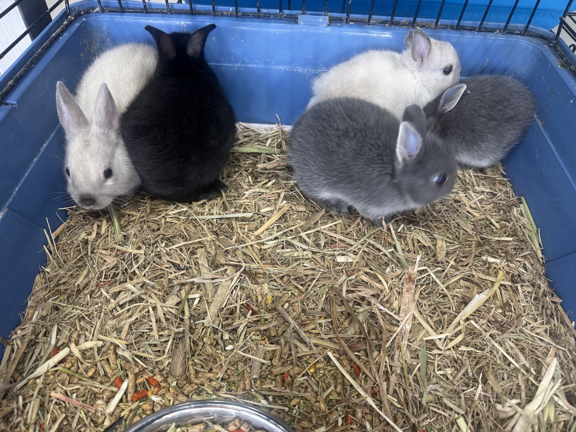 Animal House pet shop
