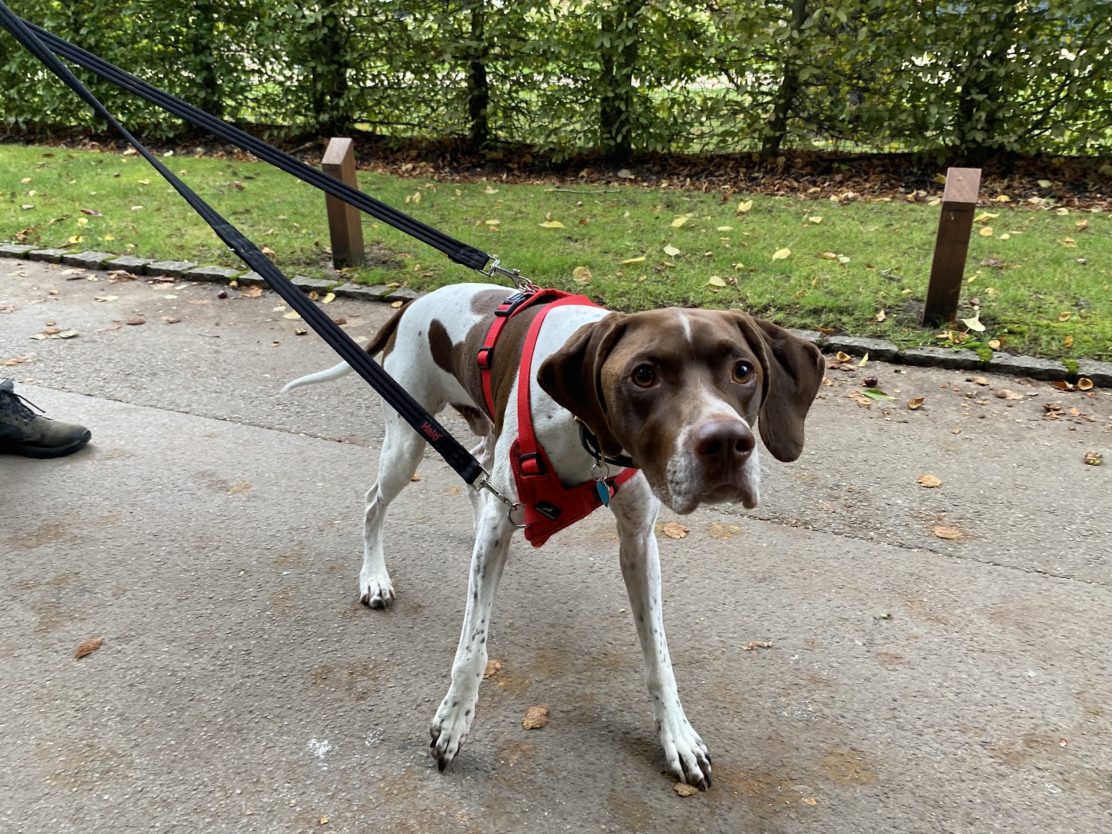 Spotless Dog Grooming — Pet Groomers