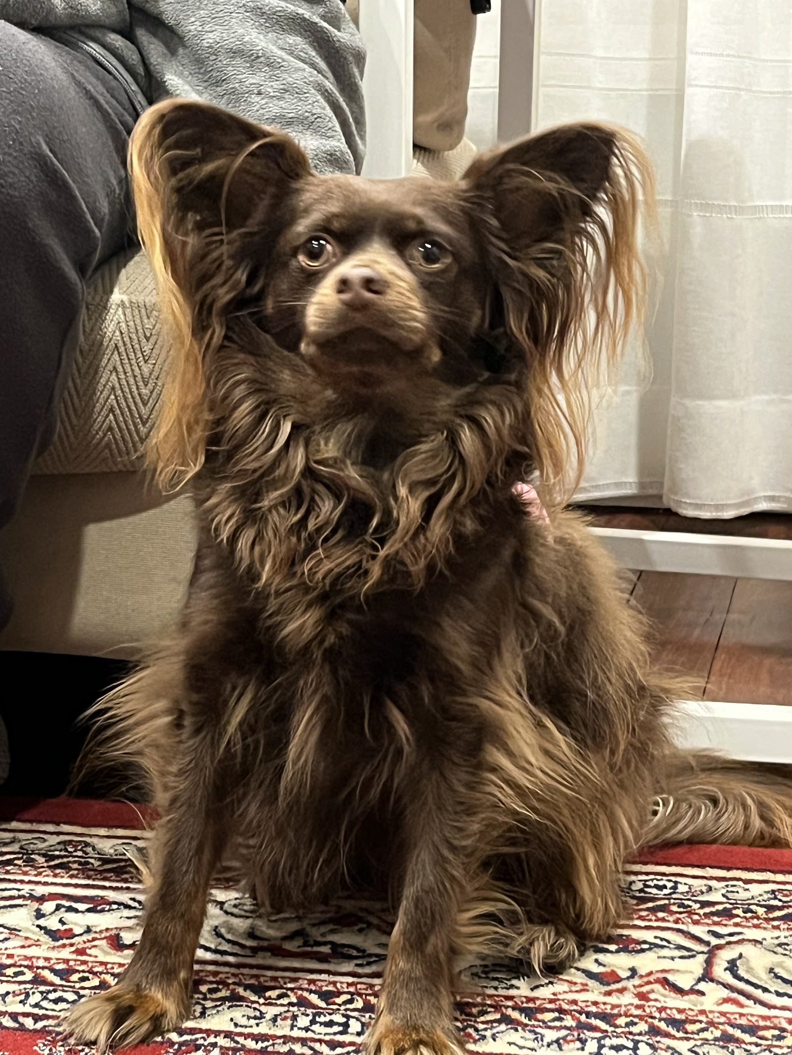 Spotless Dog Grooming