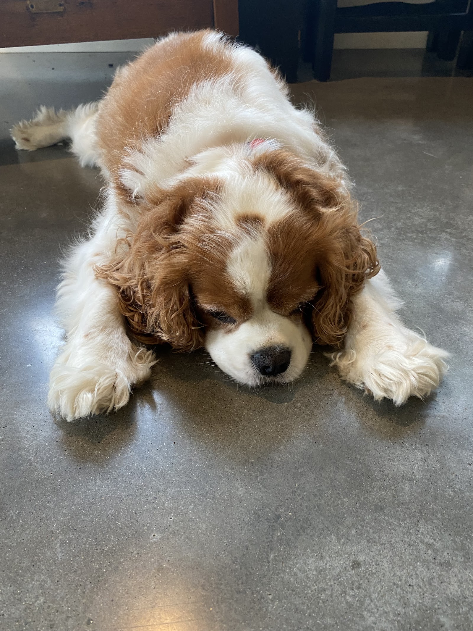 Spotless Dog Grooming