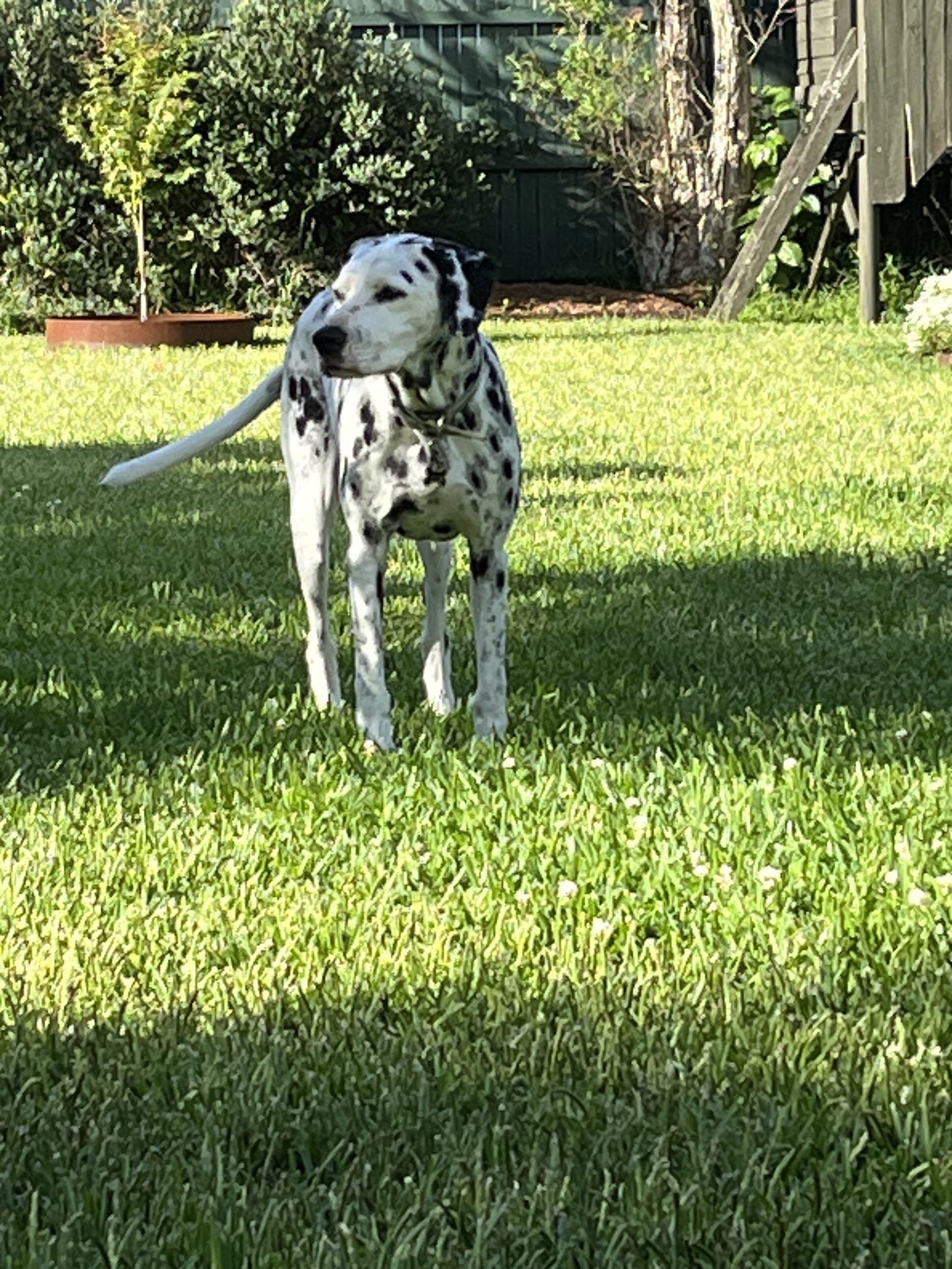 Spotless Dog Grooming