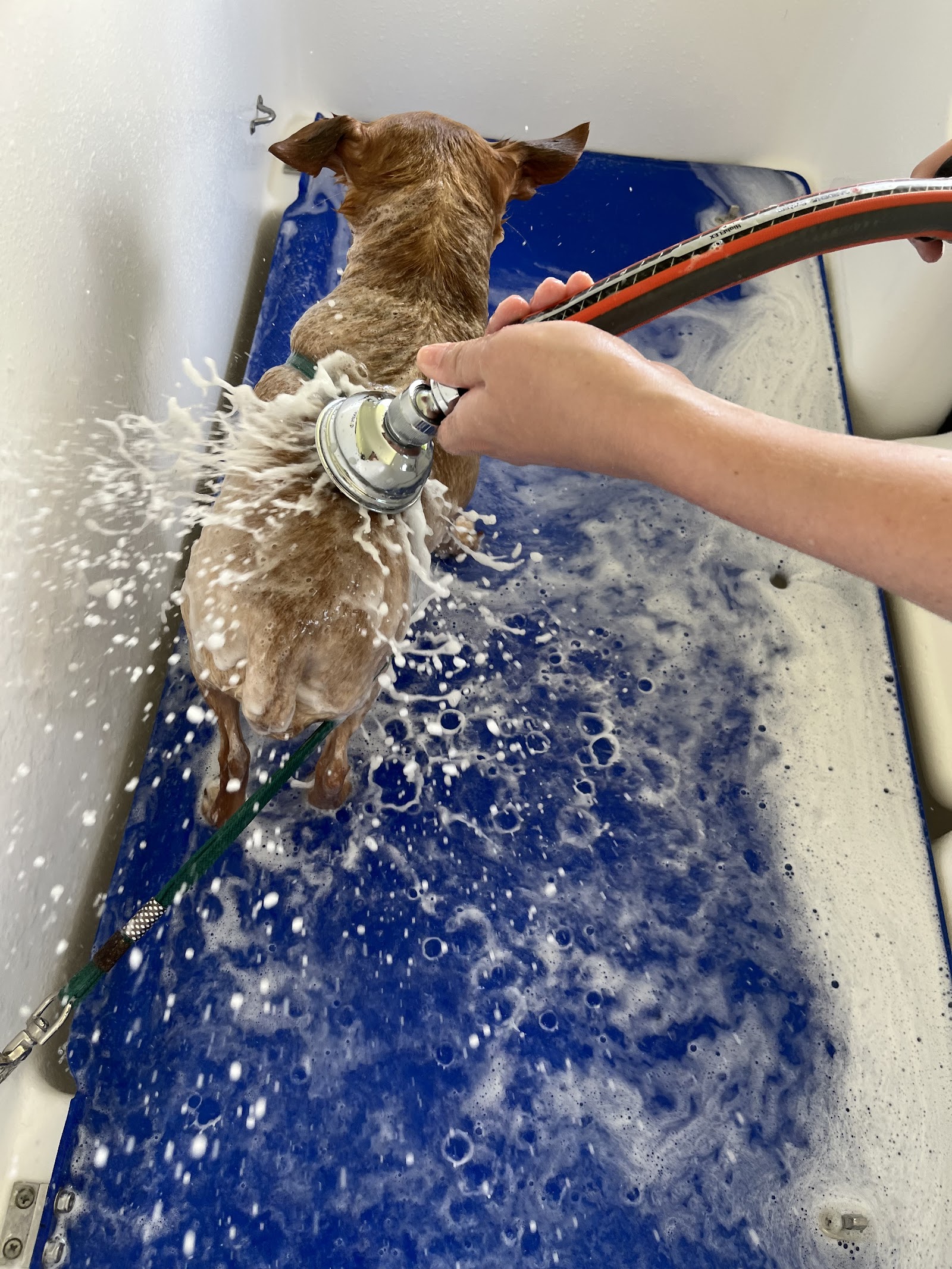 Spotless Dog Grooming